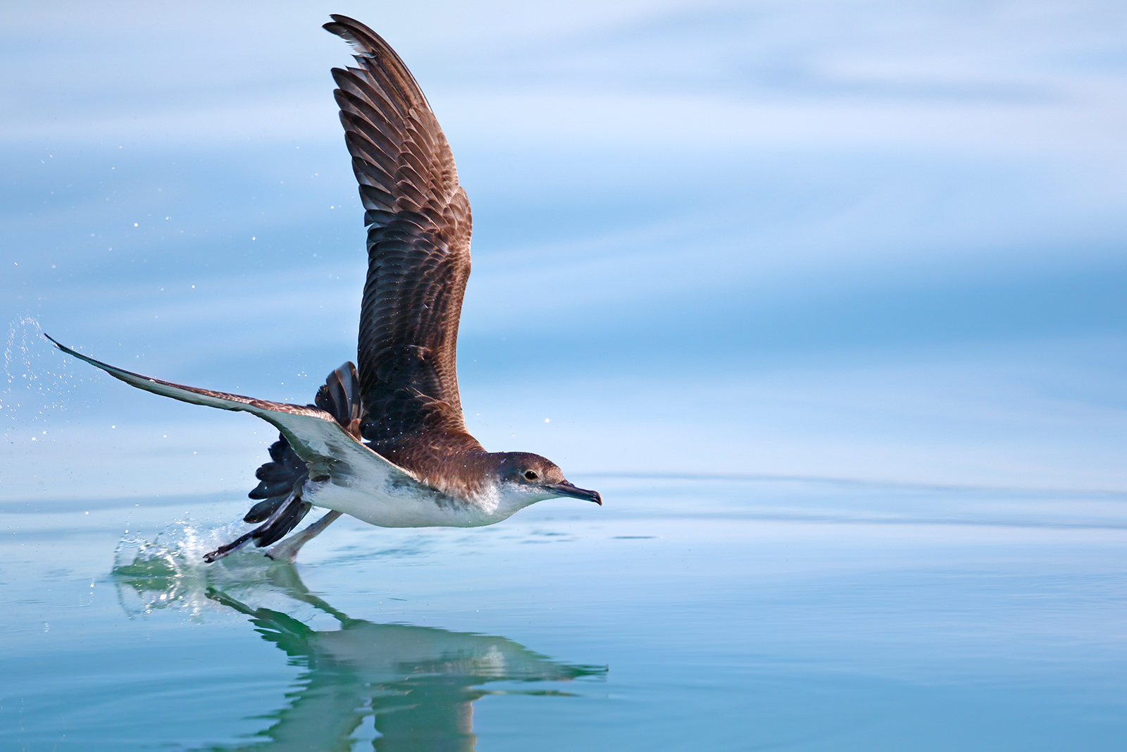 Manx shearwater