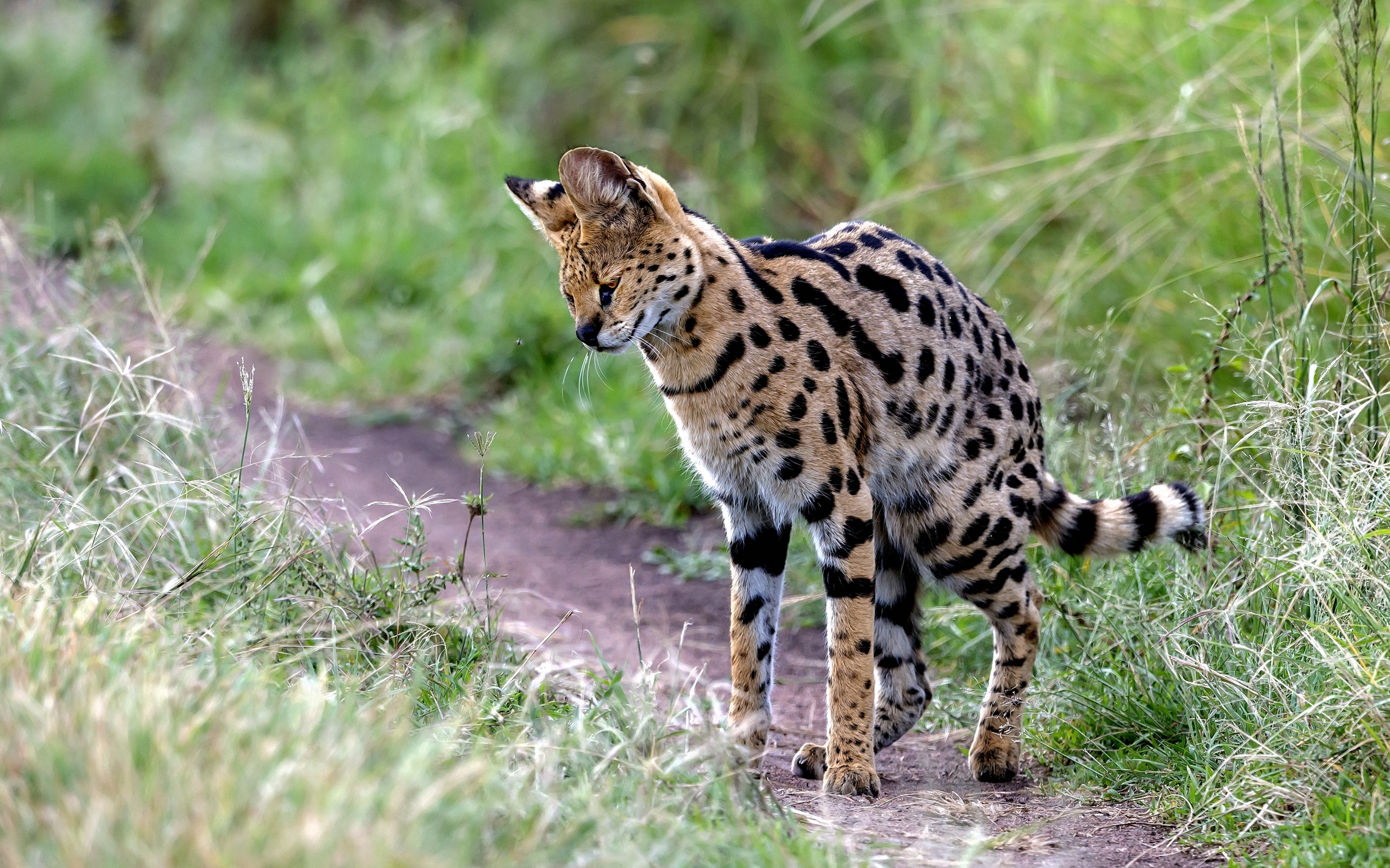 Tanzania 2016 - Serval