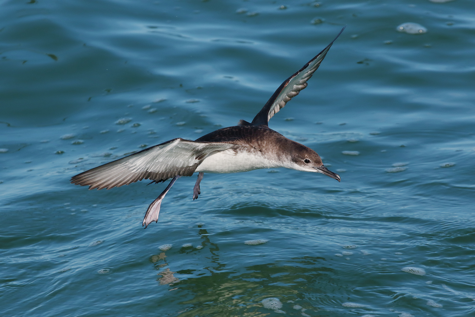 Manx shearwater