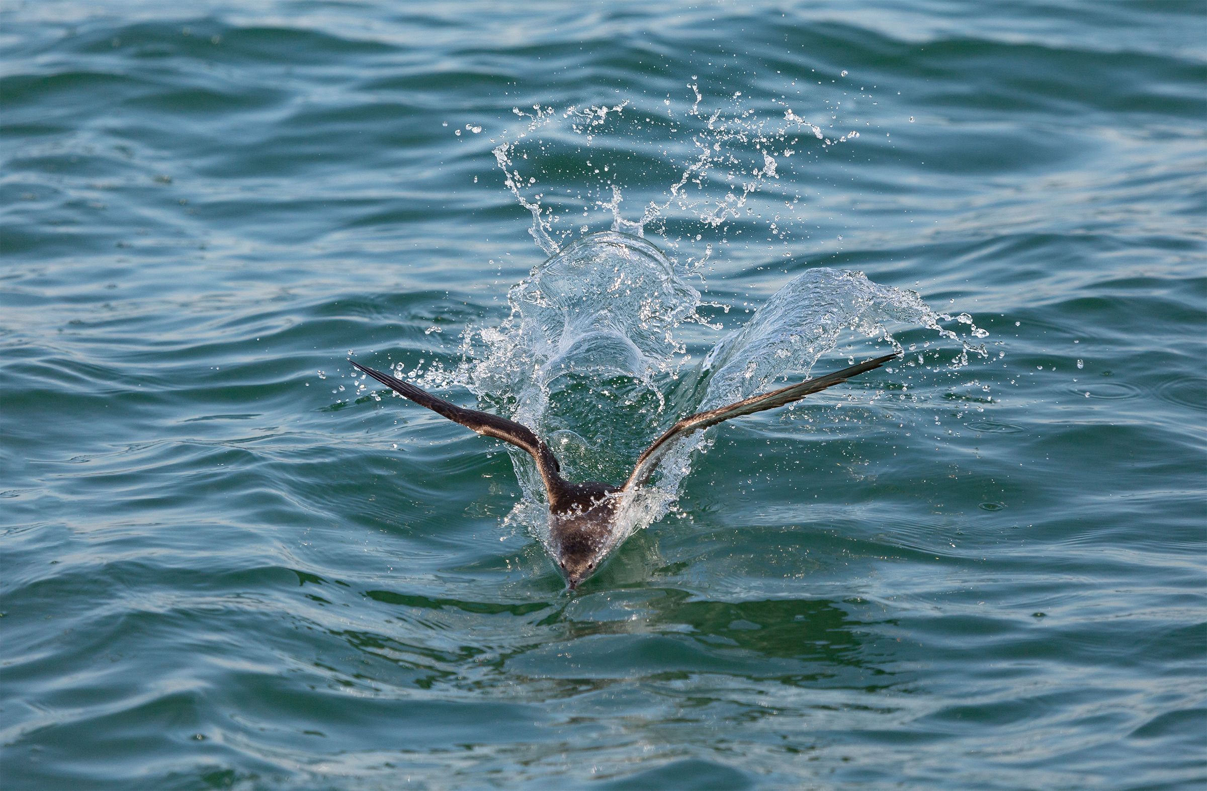 Manx shearwater