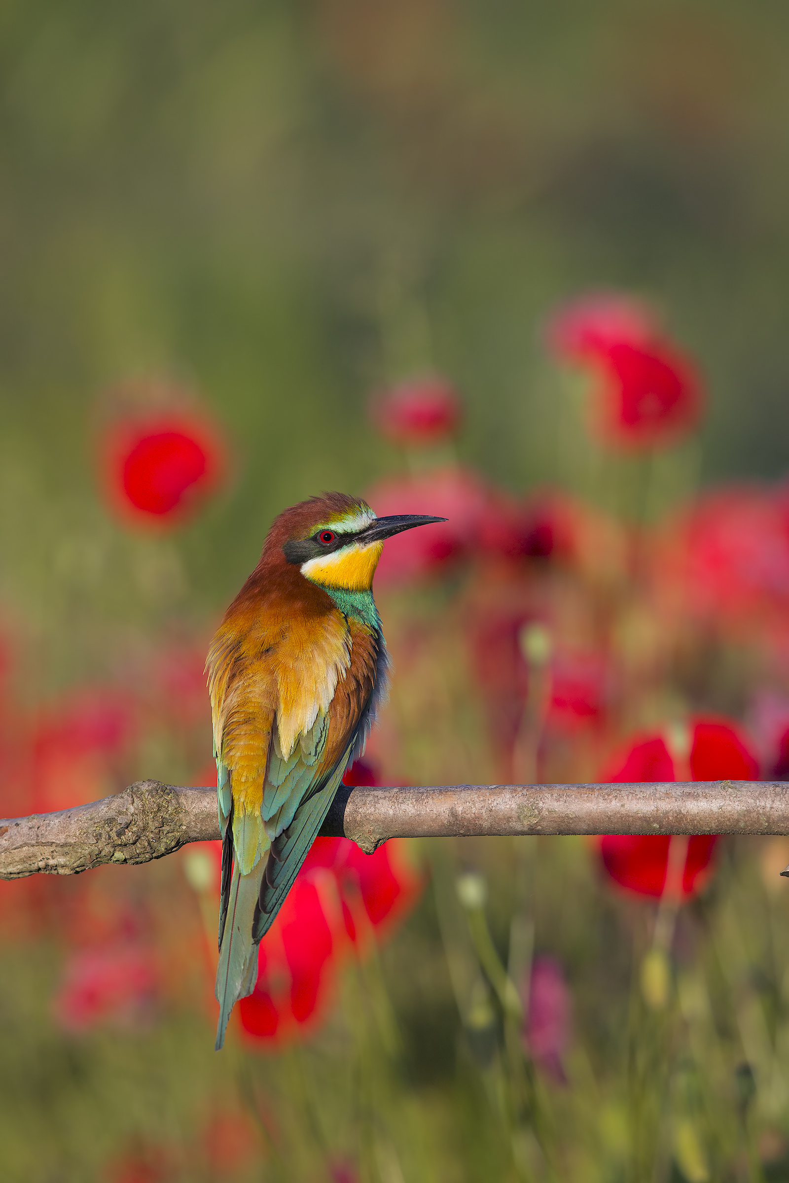 Bee Eater