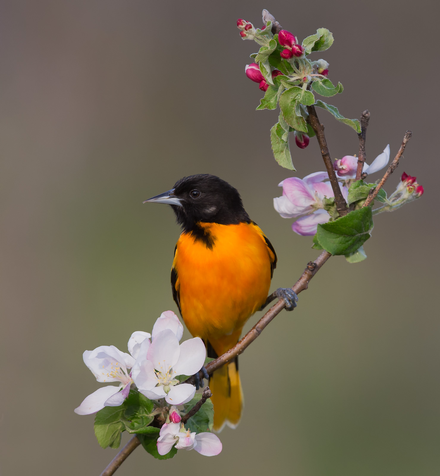 Baltimore Oriole maschio, Ontario, Canada