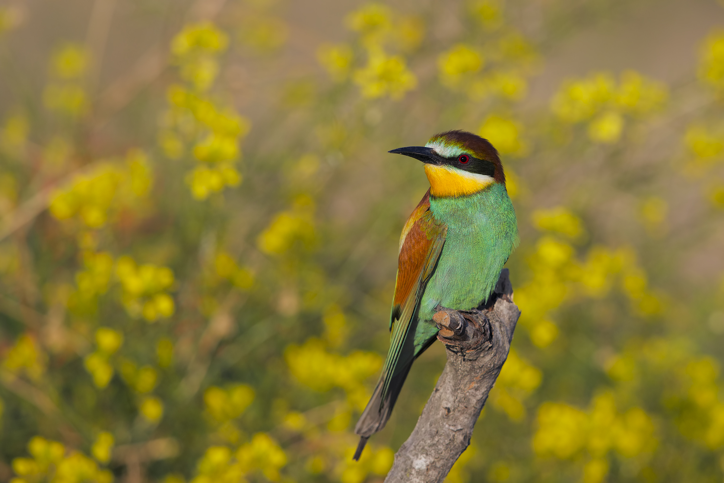 Bee Eater