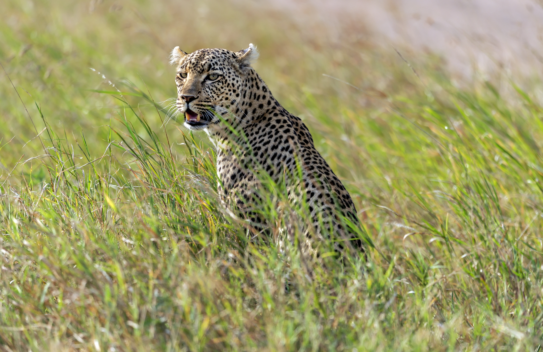 Tanzania 2016 - Leopard