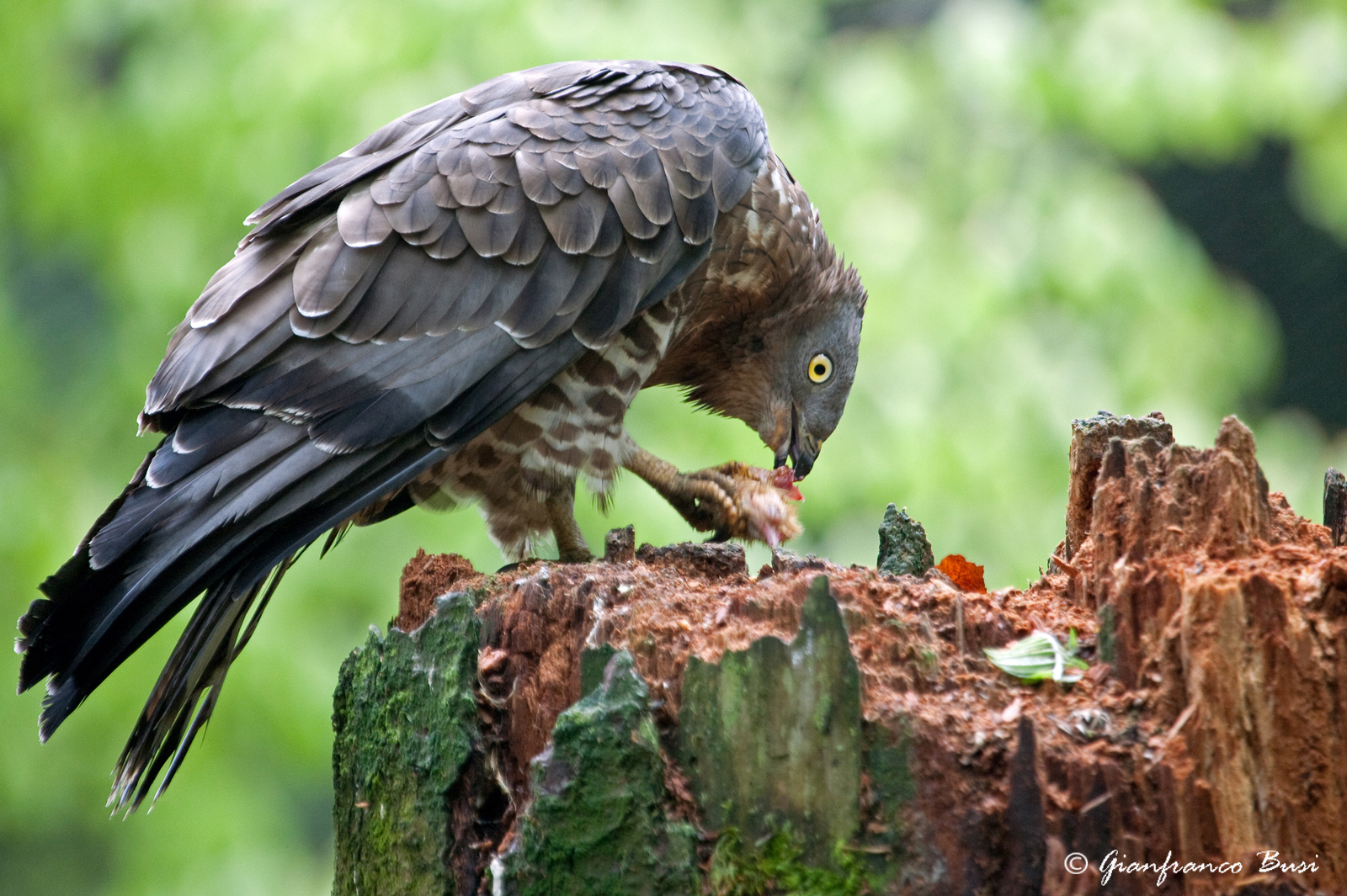 falco pecchiaiolo - pernis apivorus