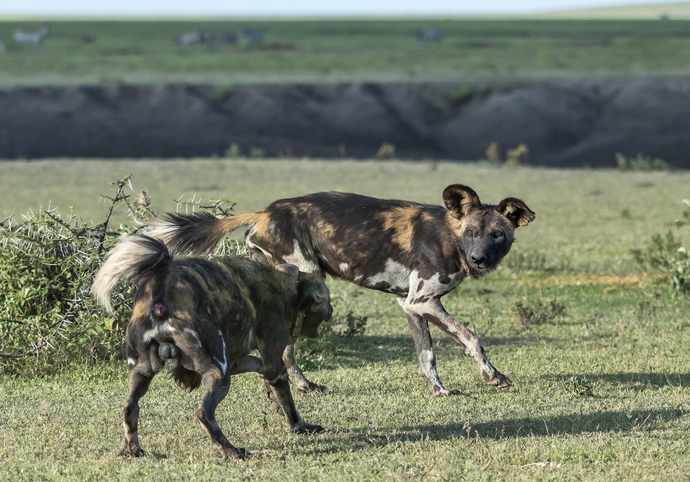 Tanzania 2016 - Licaone