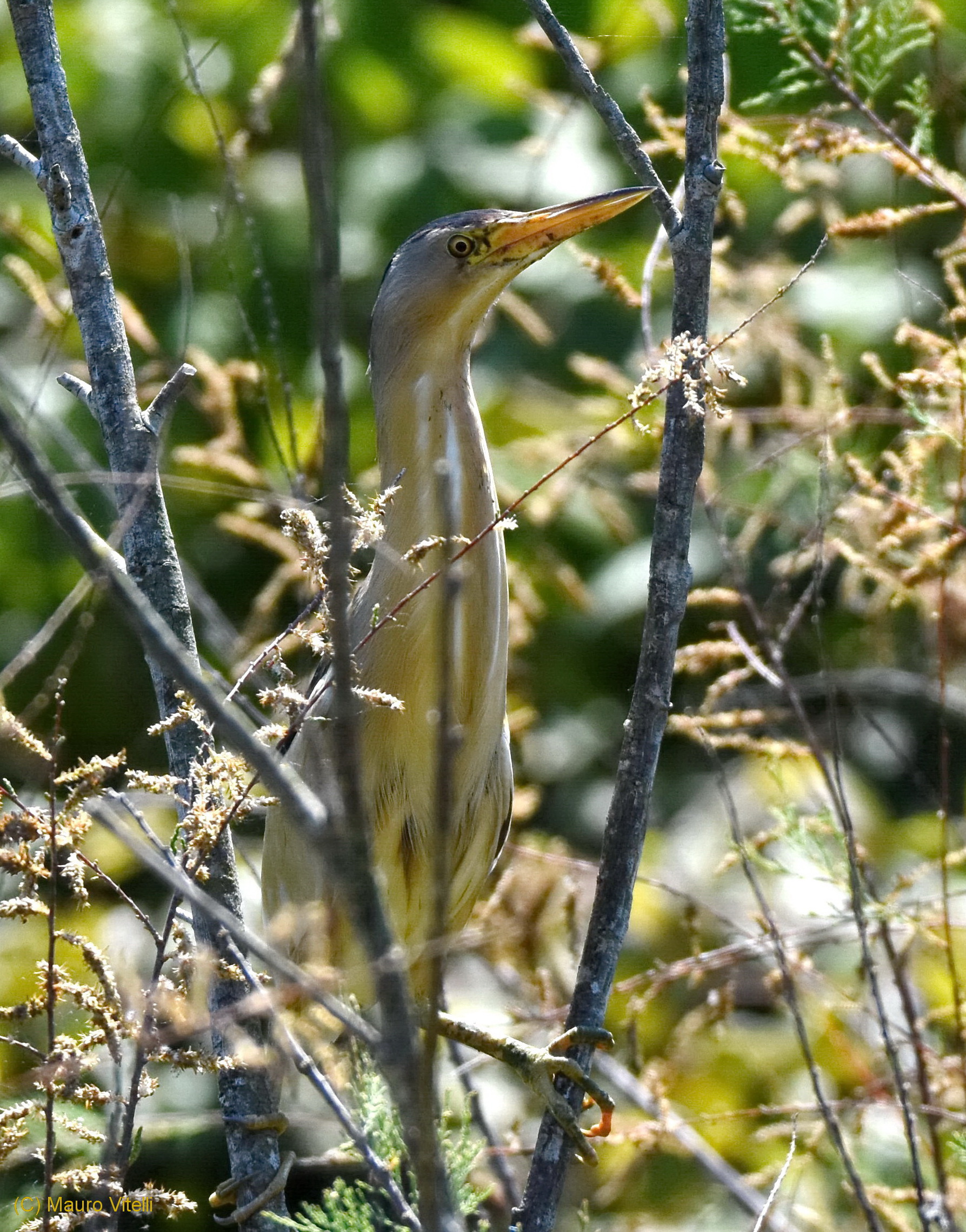 bittern