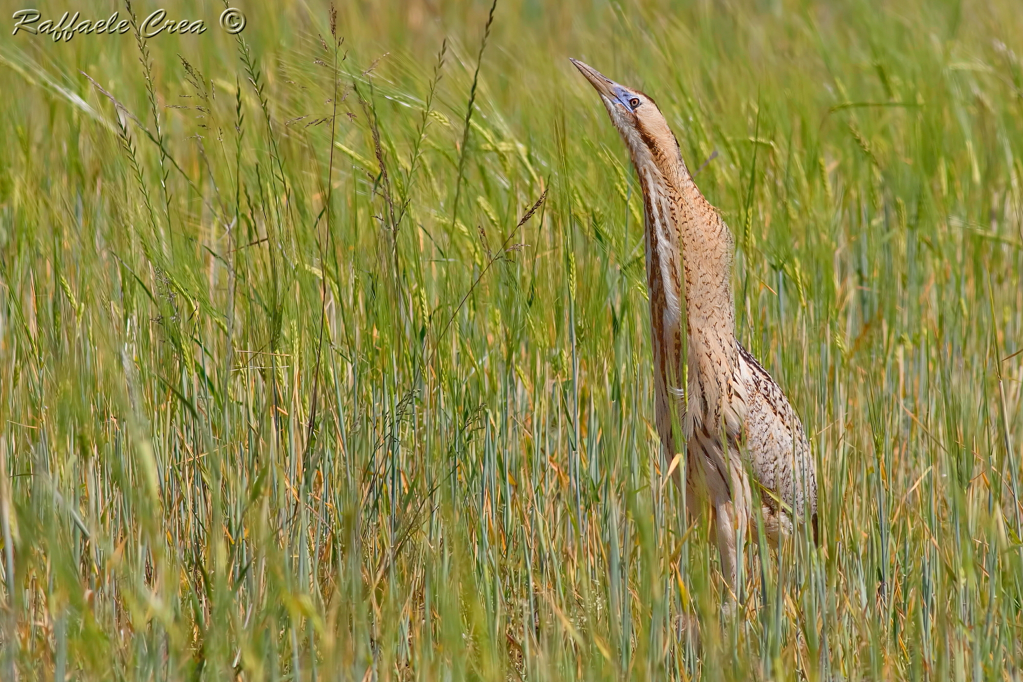Bittern