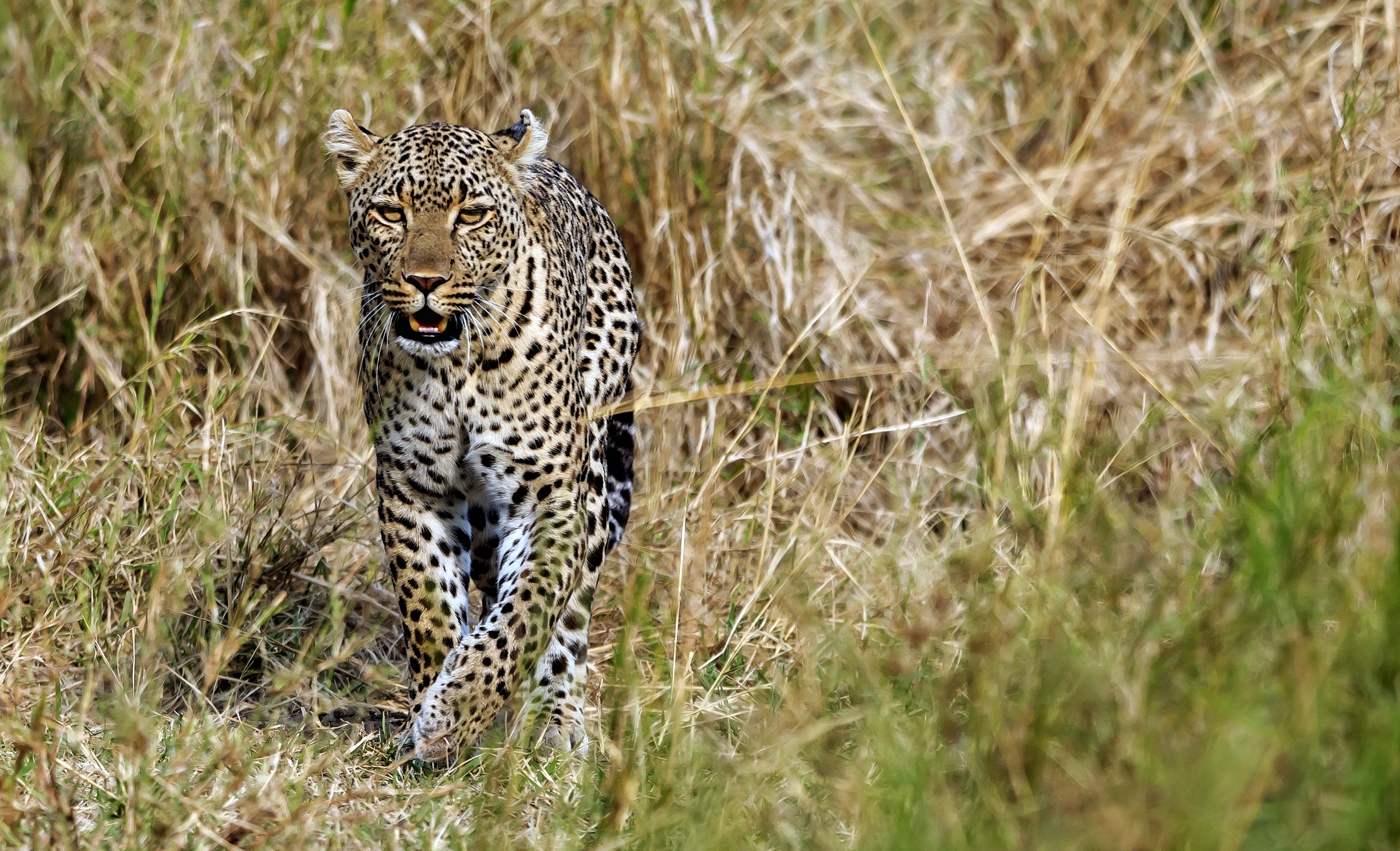Tanzania 2016 - Leopard