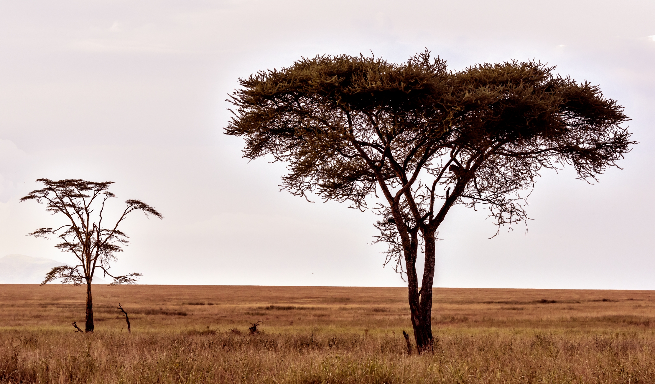 Tanzania 2016 - Serengeti
