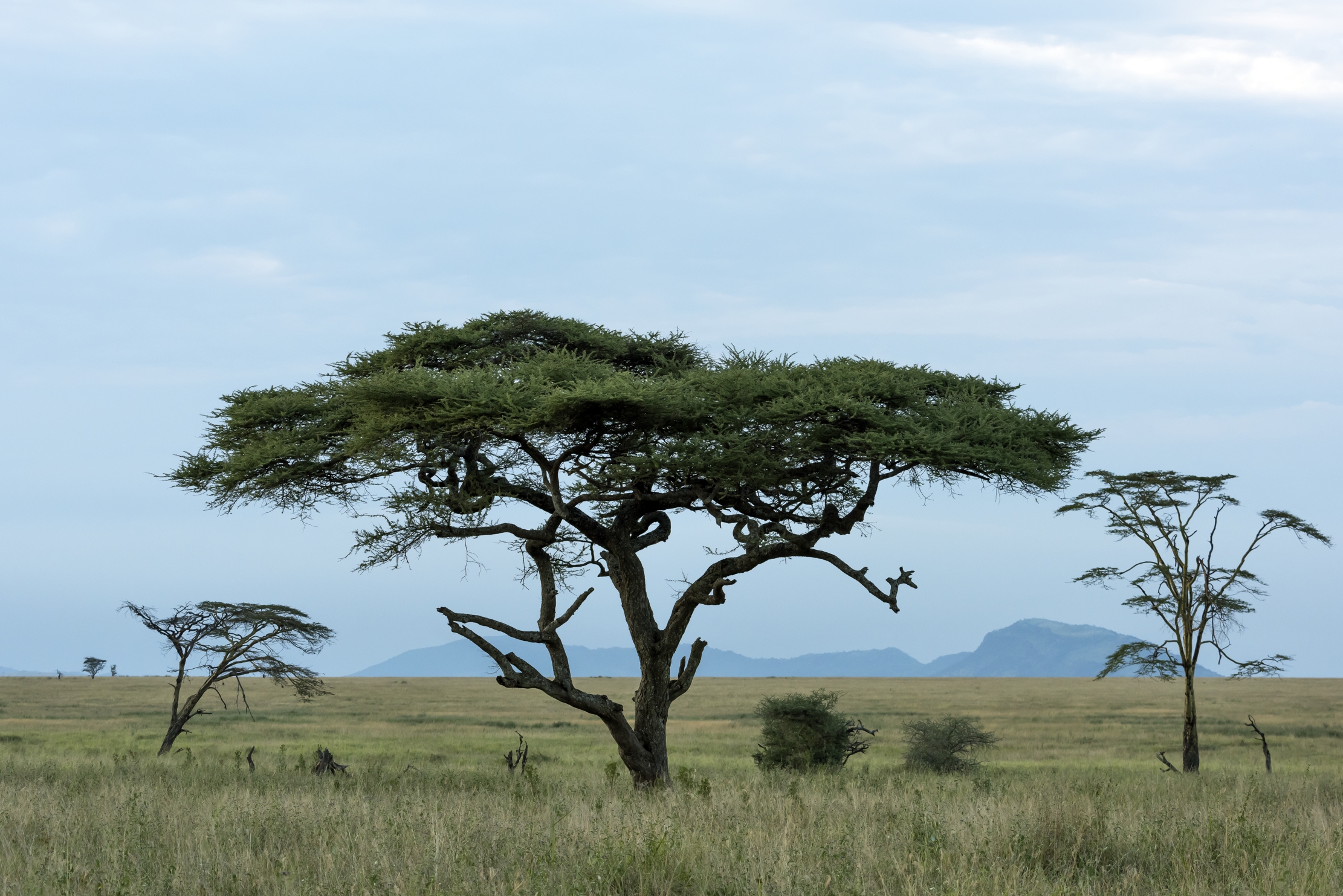 Tanzania 2016 - Serengeti