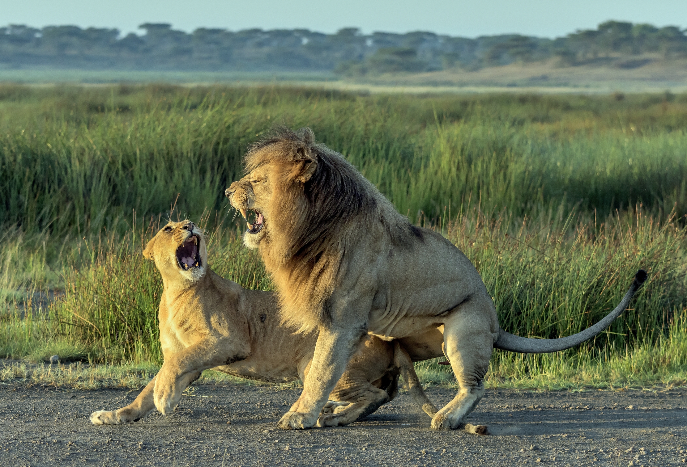 Tanzania 2016 - Amore litigarello