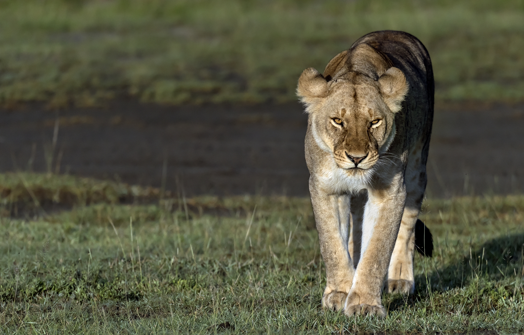 Tanzania 2016 - Nella savana