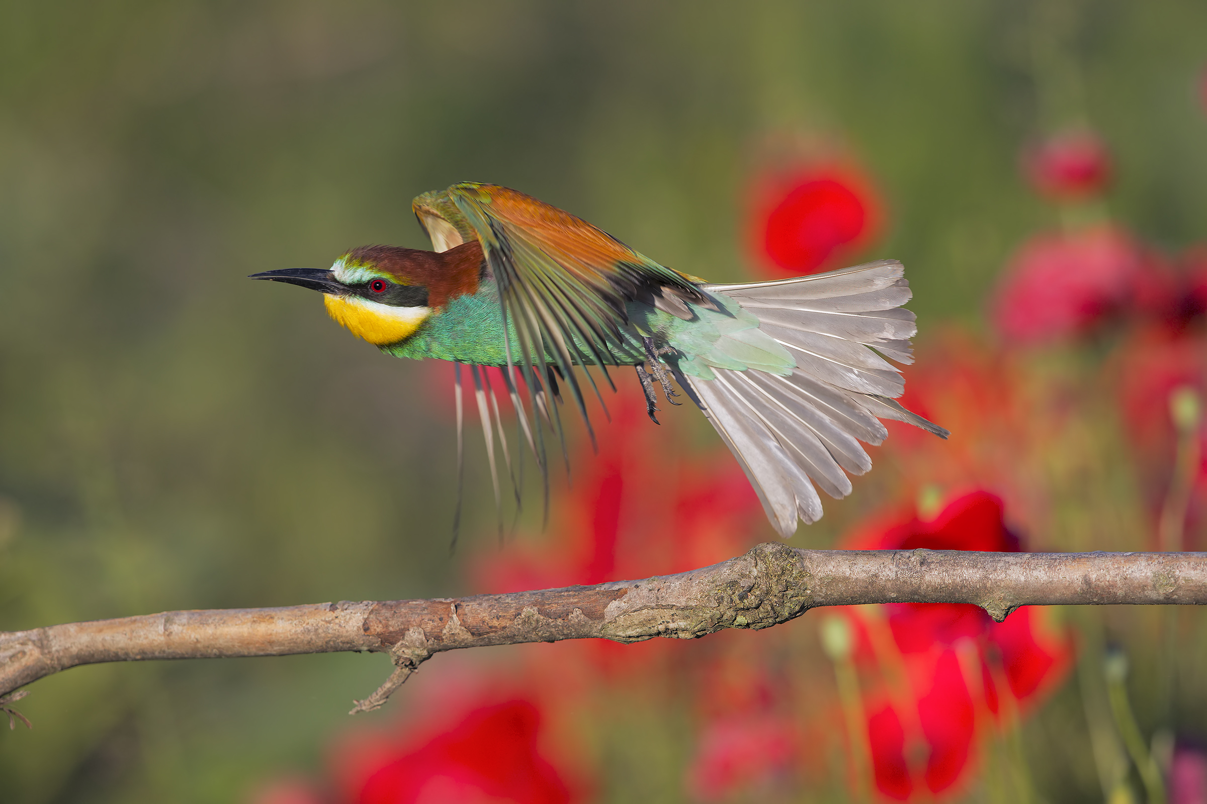 Bee-eater taking off