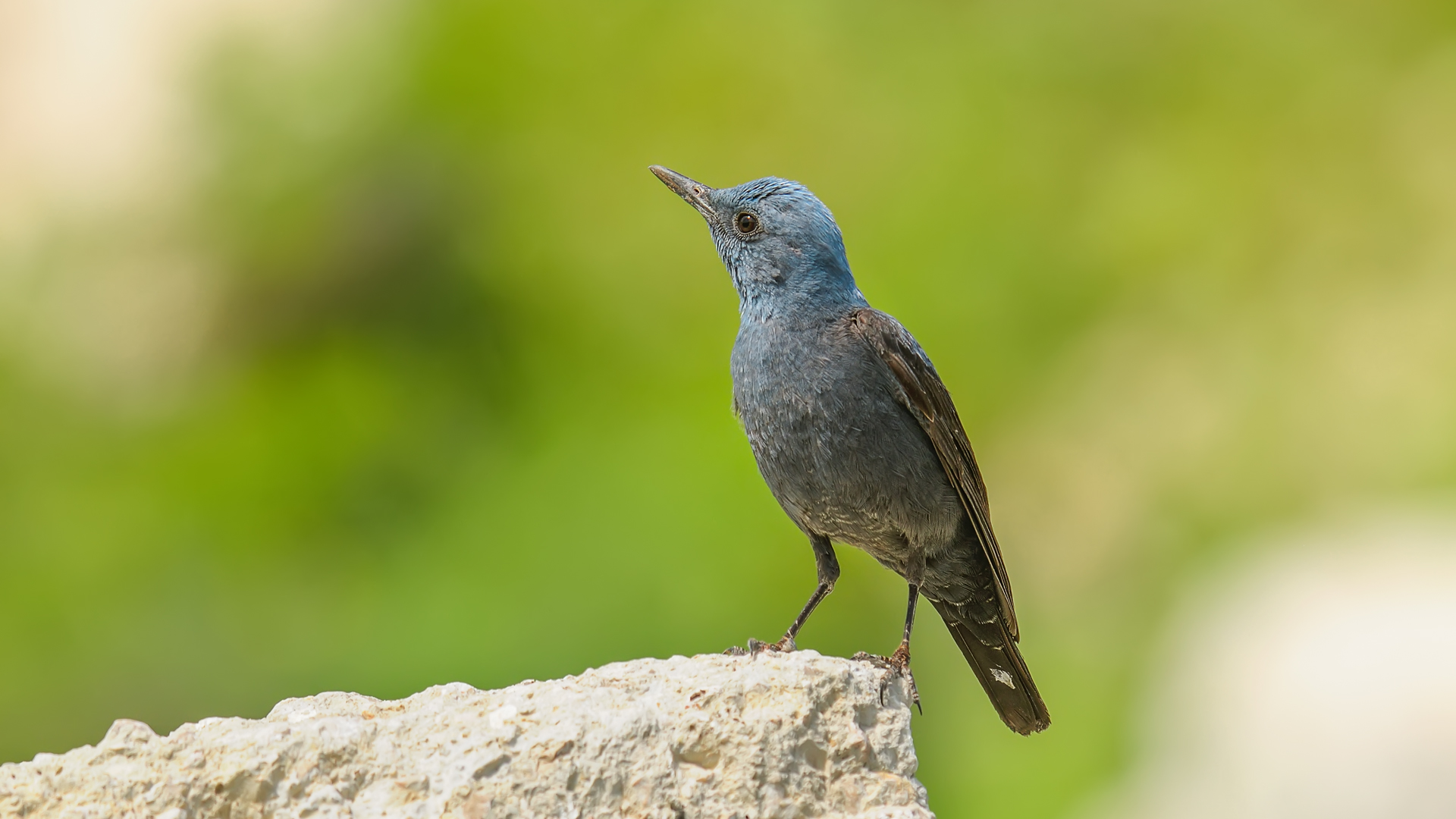 Monticola solitarius » Blue rock thrush