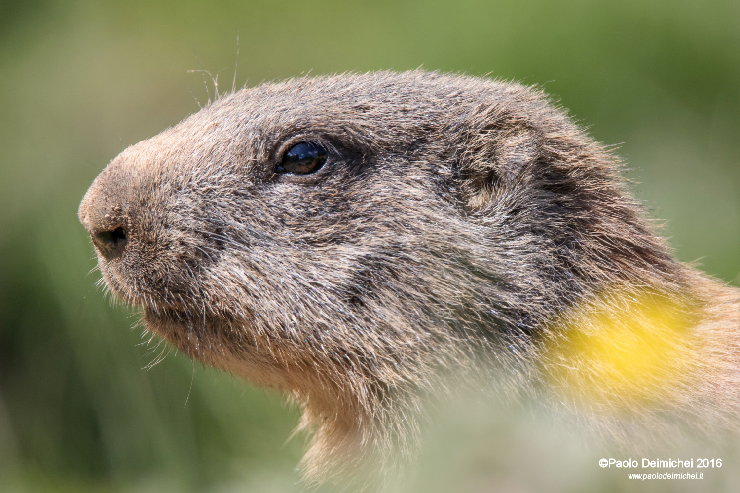 Extreme Close up of a young marmot