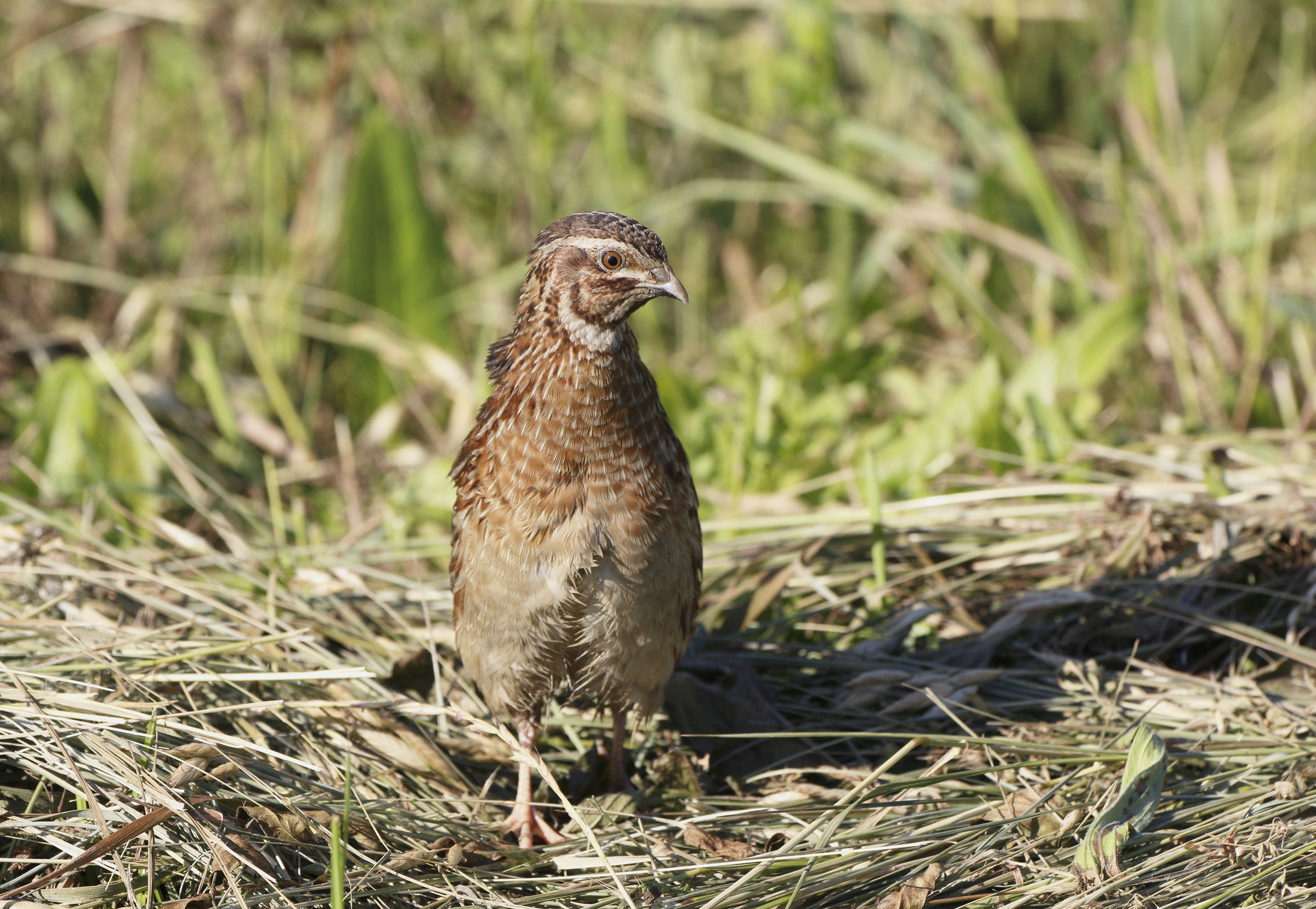 Quail m.