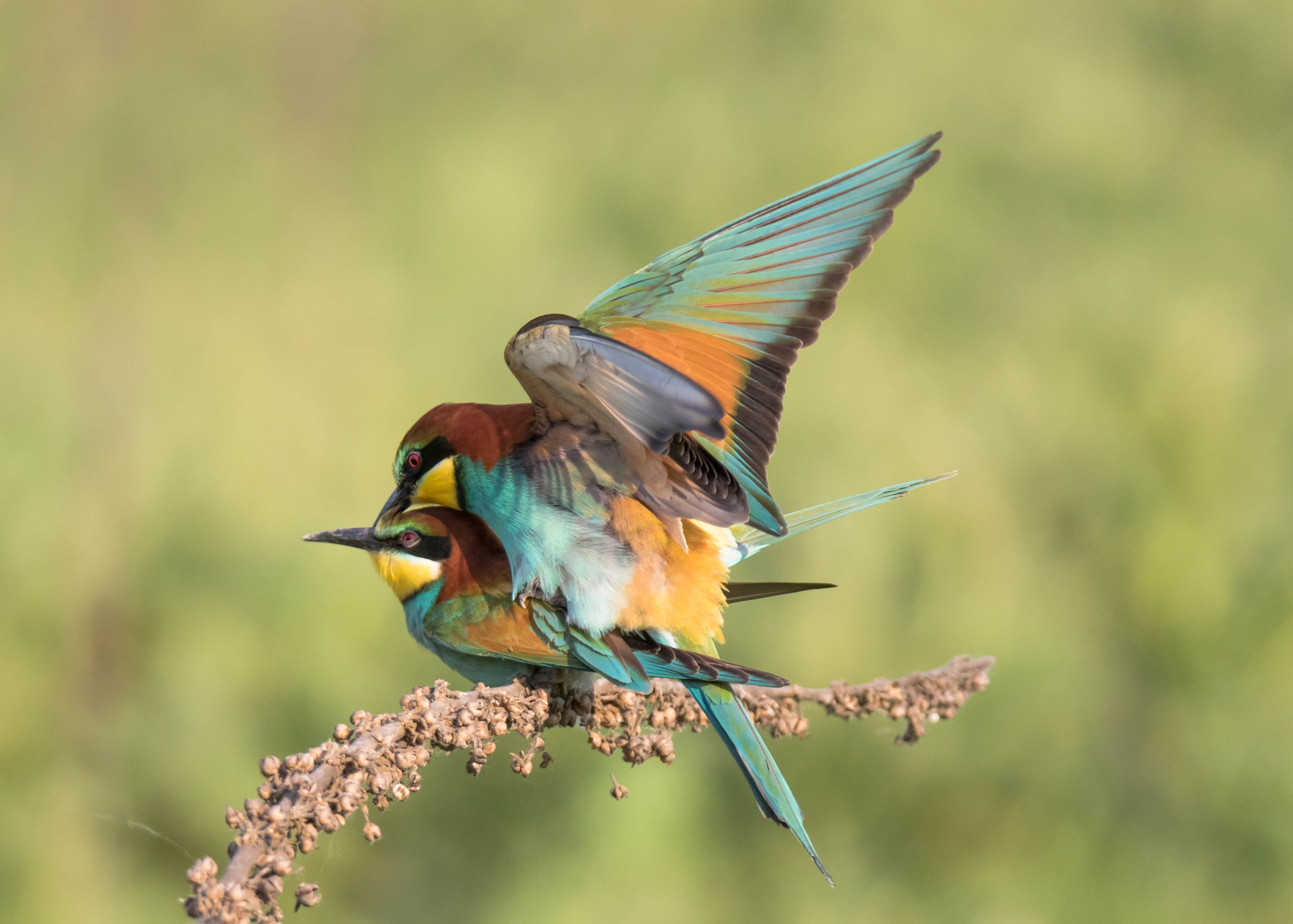 bee-eaters
