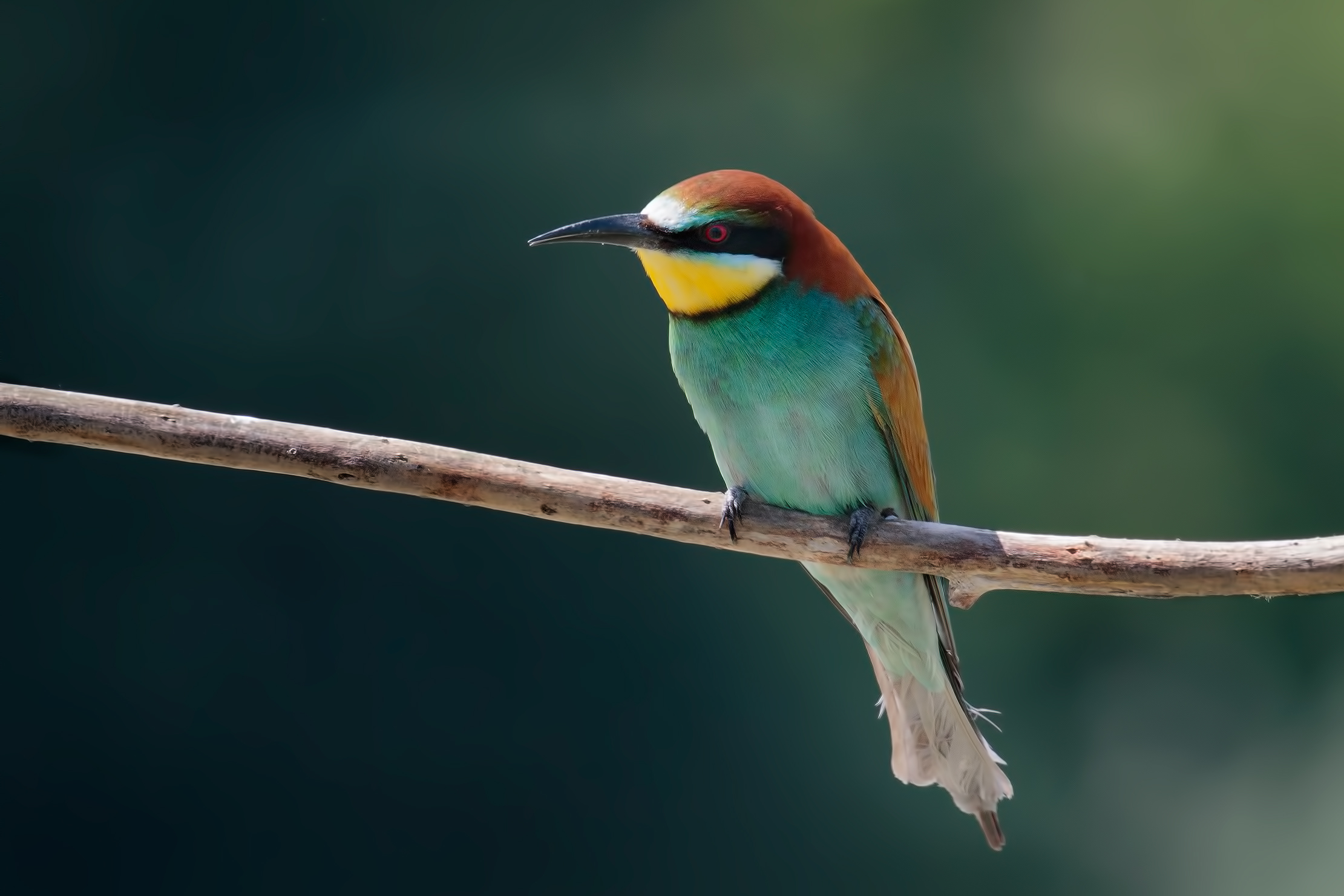 Common bee-eater (Merops apiaster)