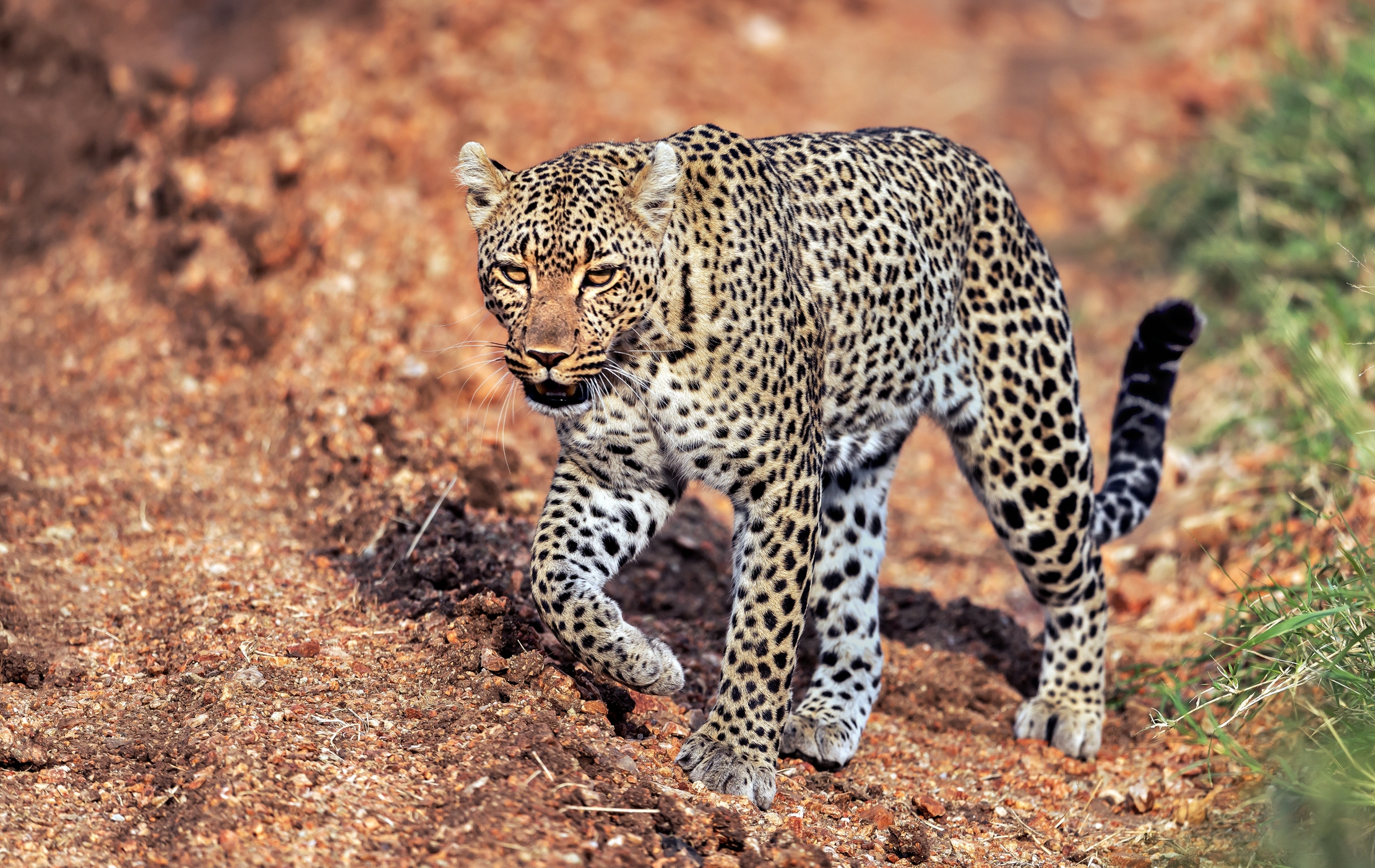 Tanzania 2016 - Leopard