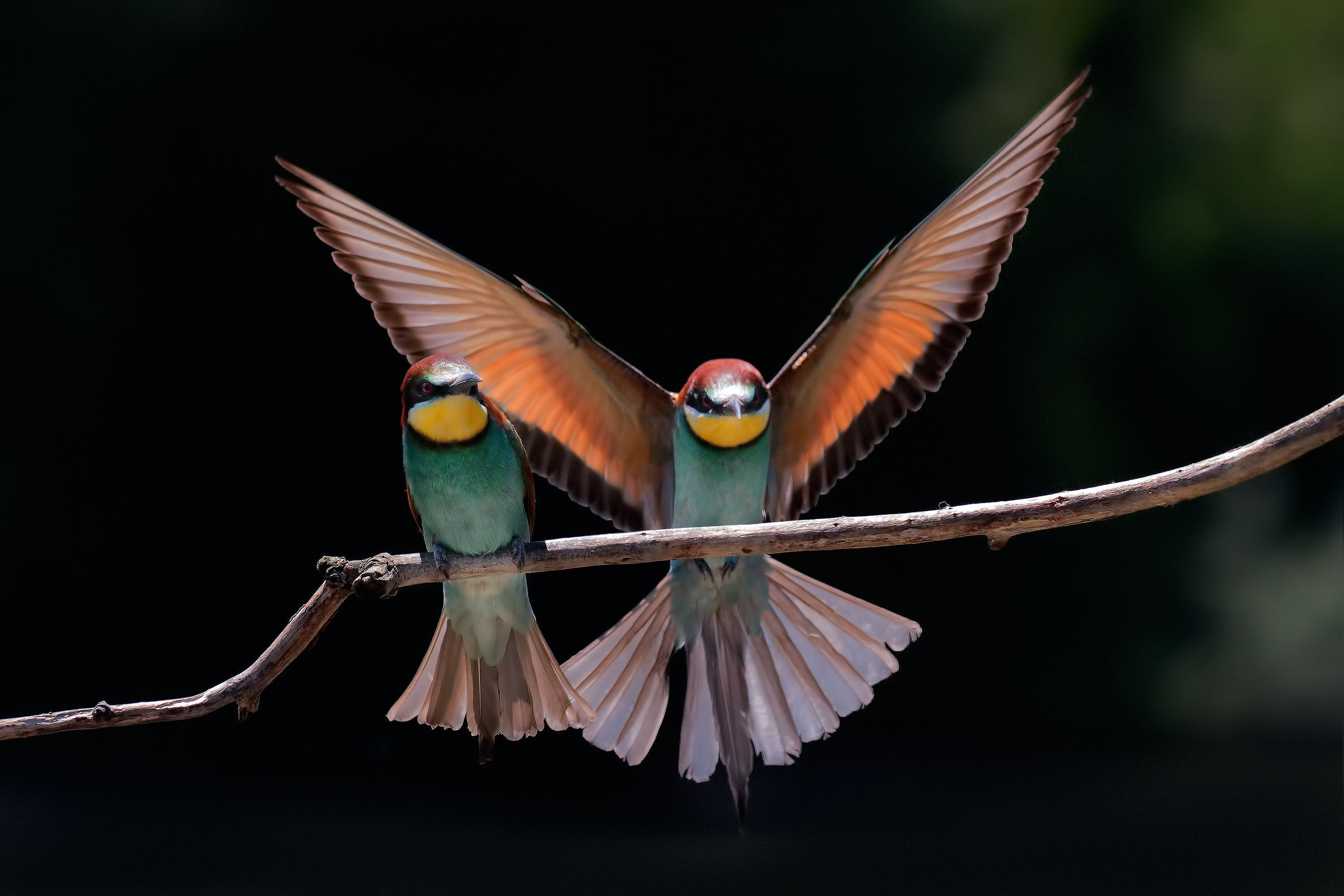 with spread wings ...