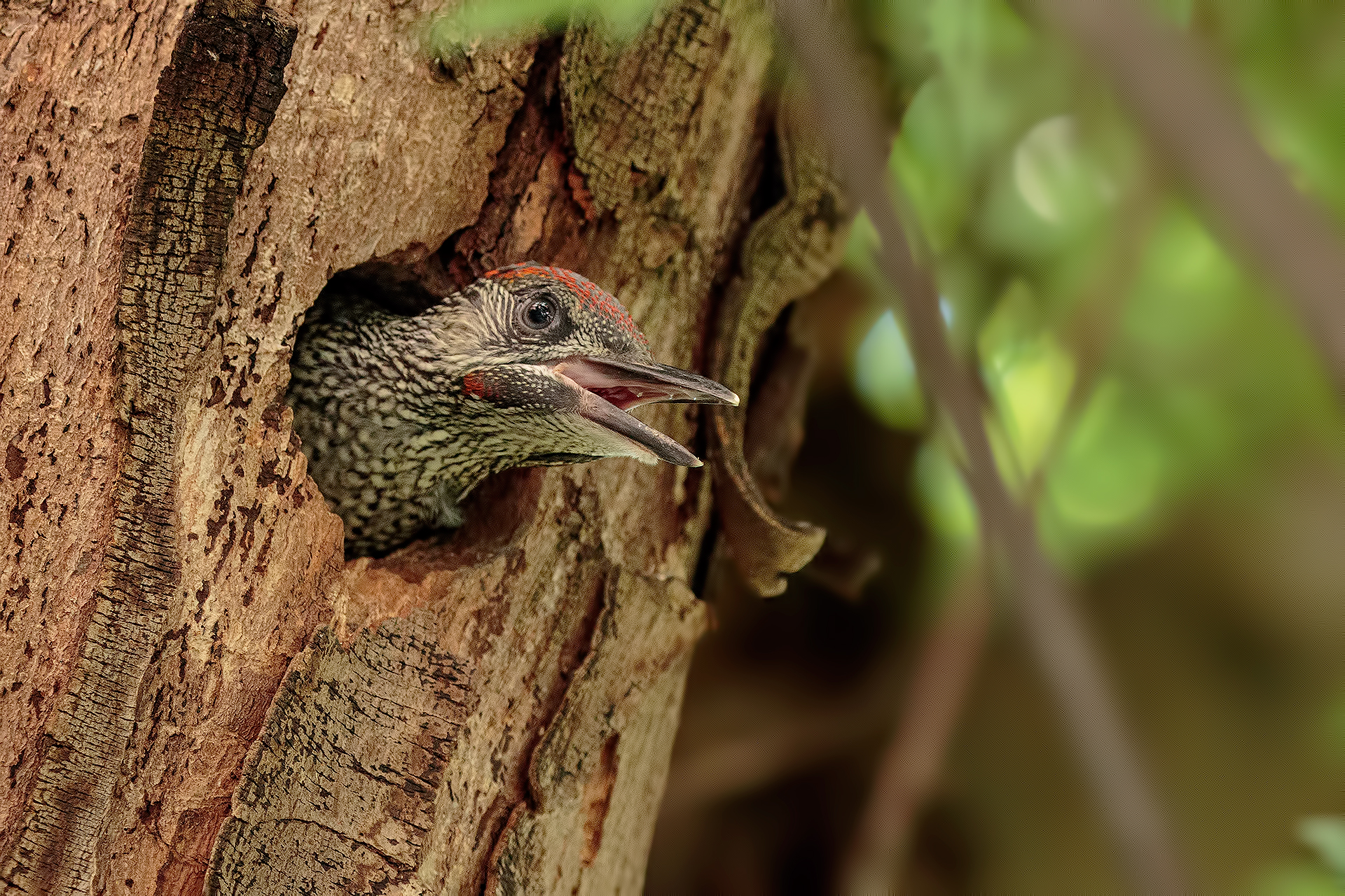 A beautiful young male ready to fly.