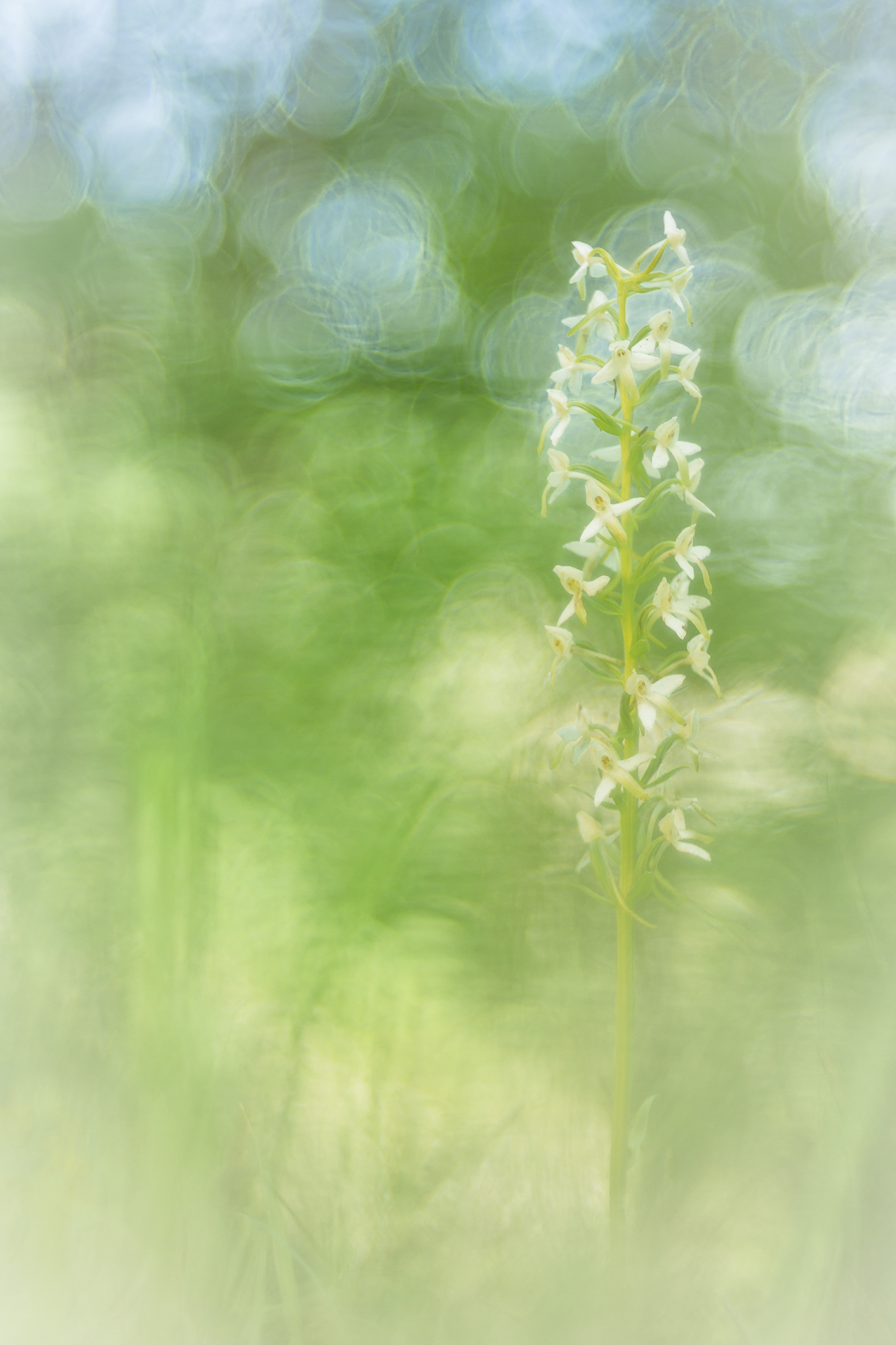 Platanthera