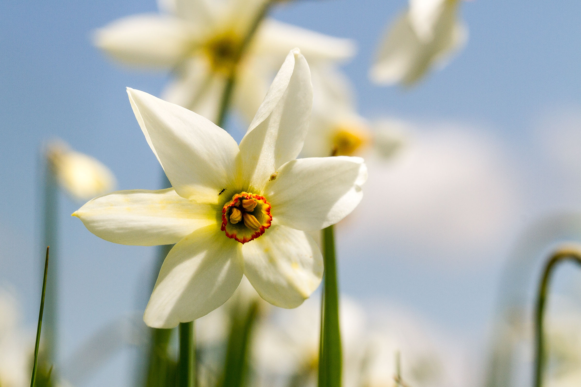 Narciso del Parco dell'Antola