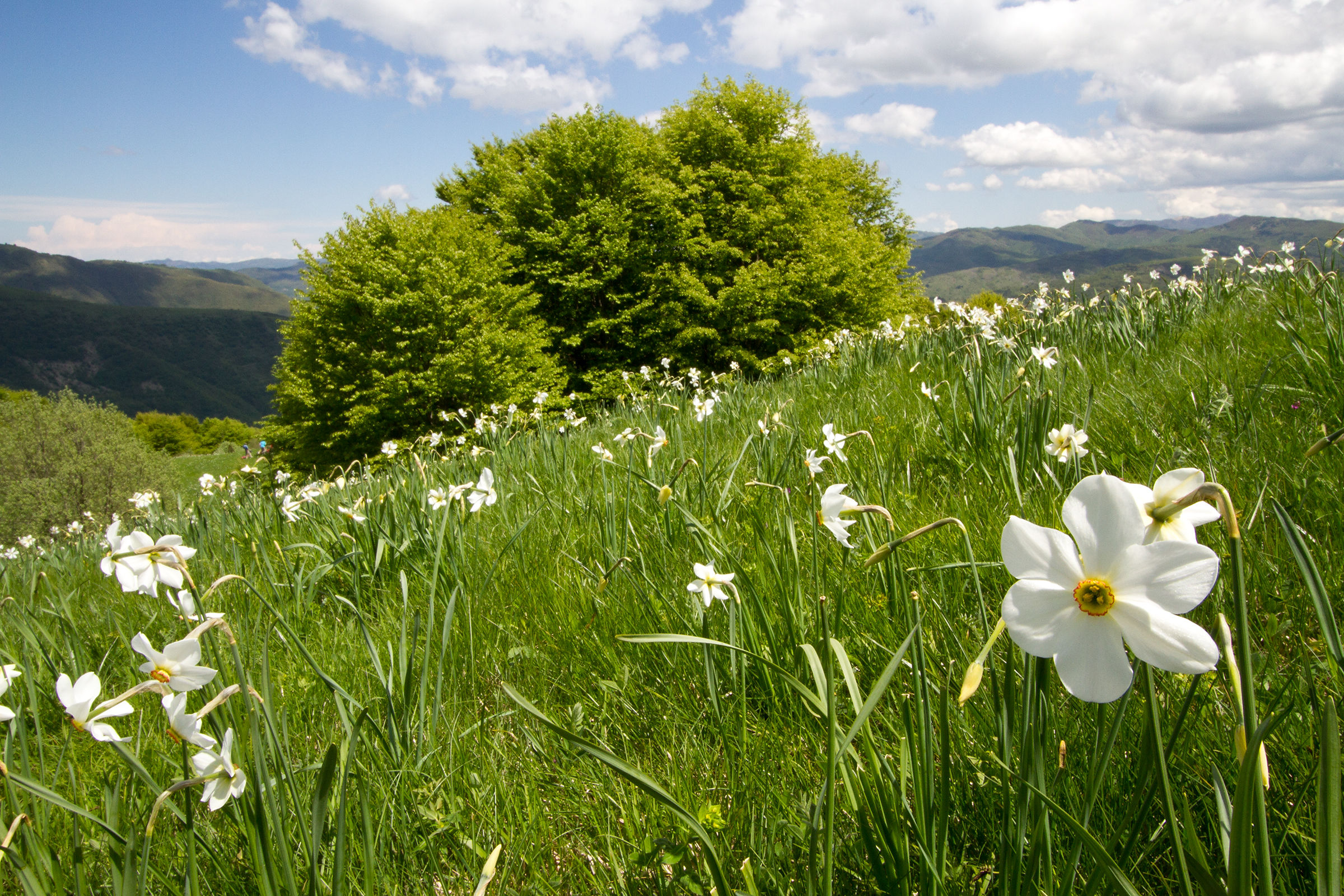 Narcisi nel Parco dell'Antola