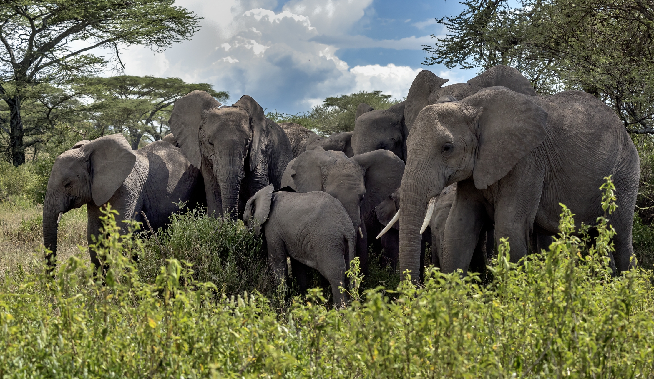 Tanzania 2016 - Elefanti