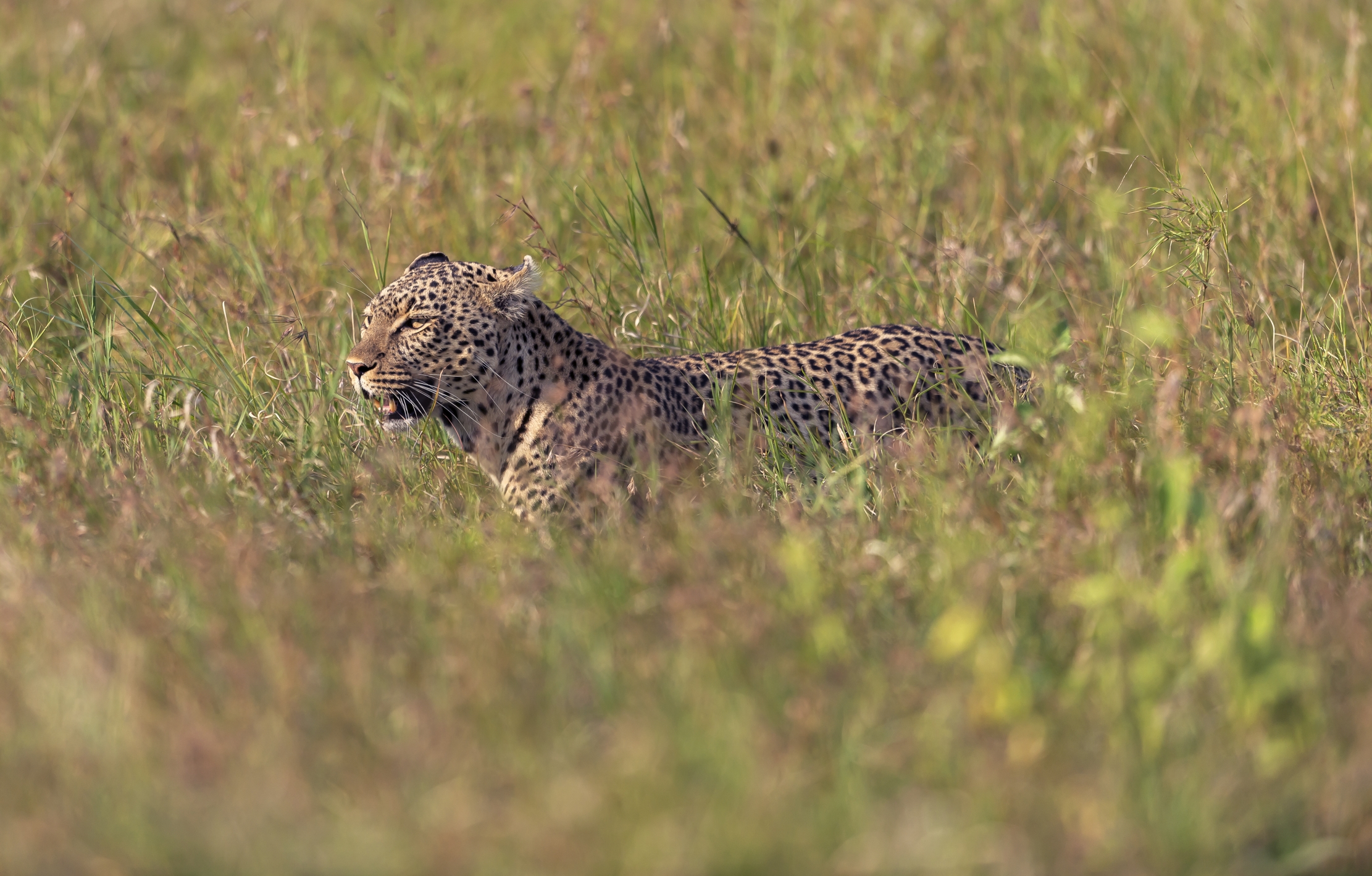 Tanzania 2016 - Leopard