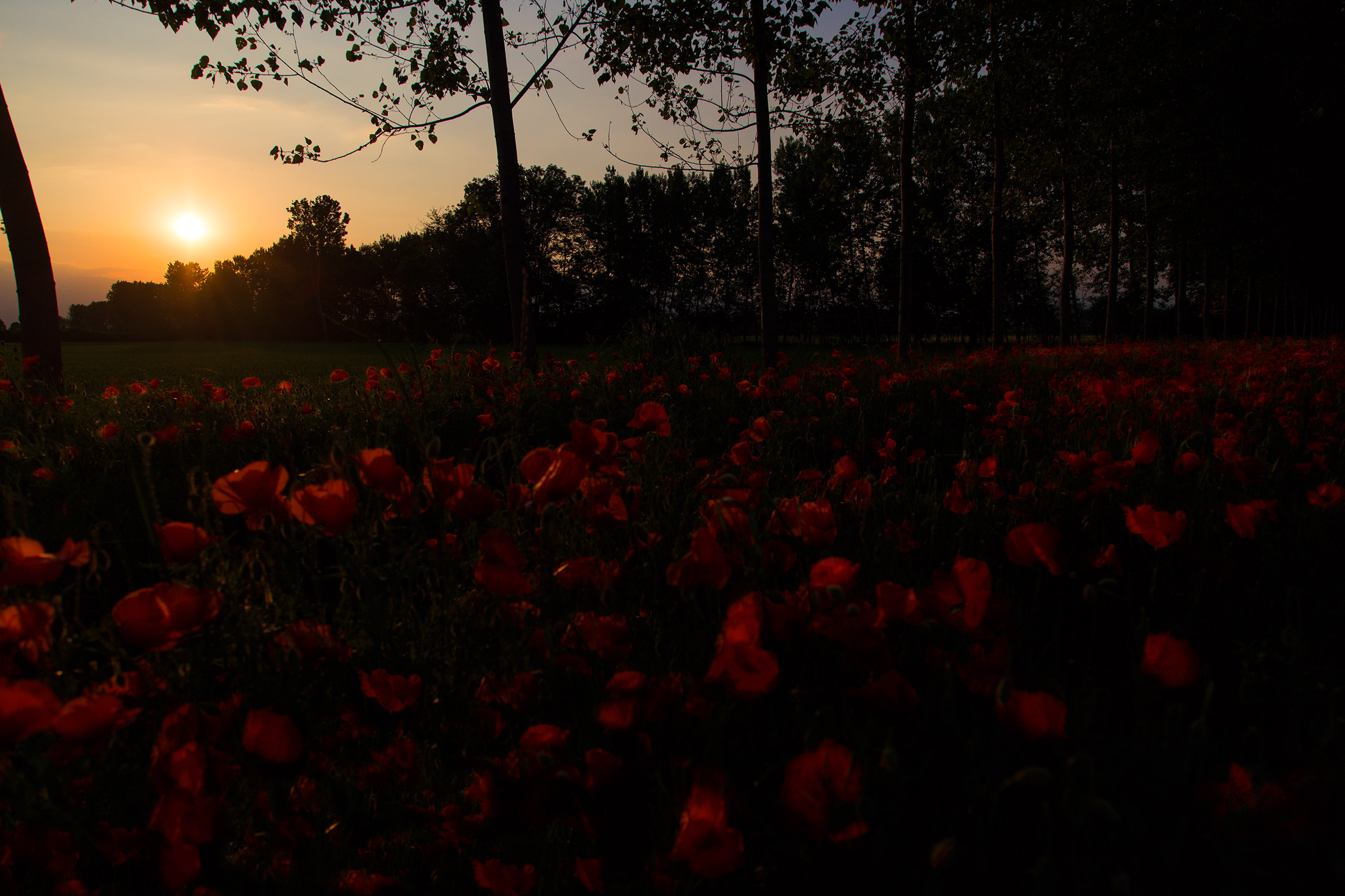 Chanson pour Caroline