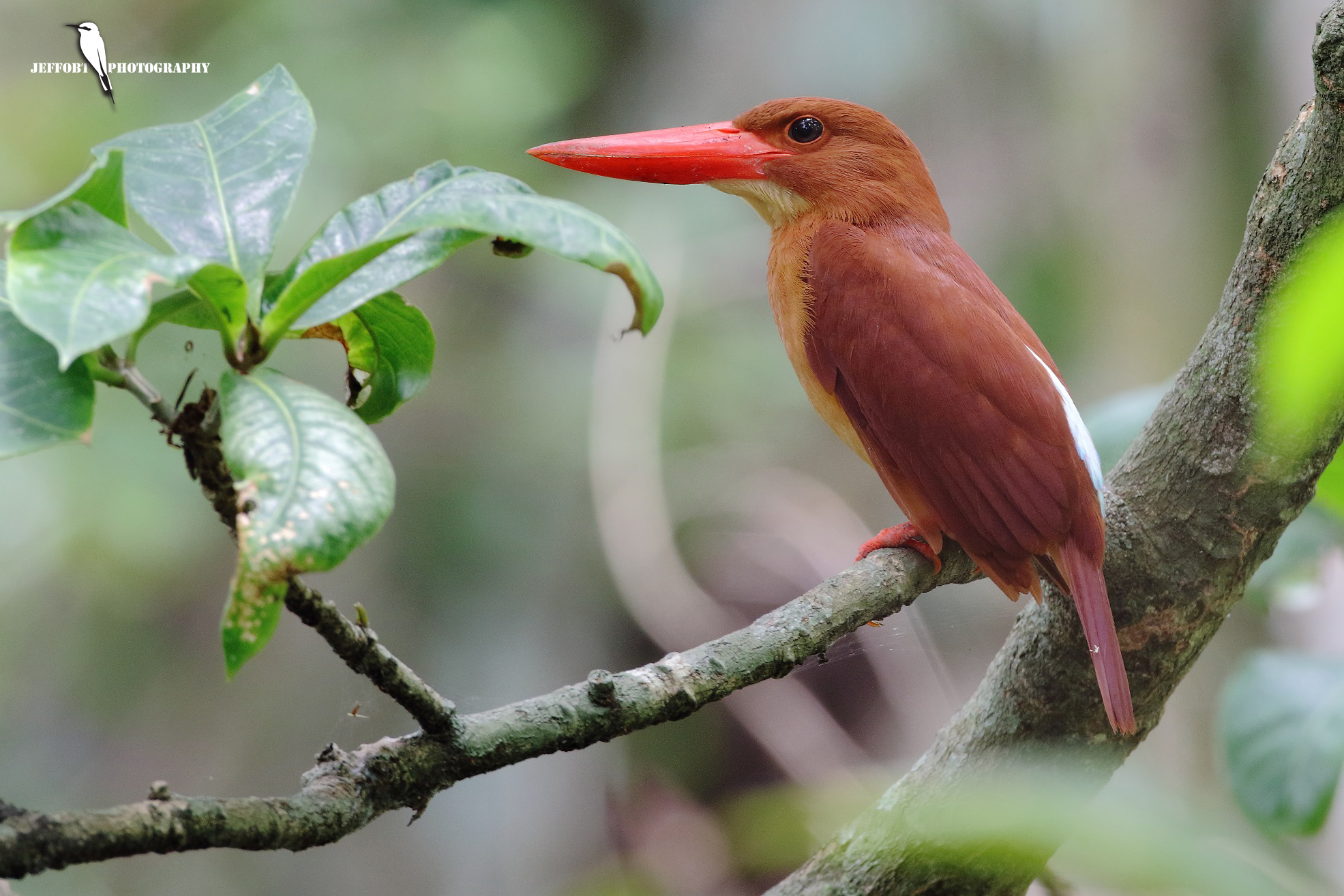 rubicondo Kingfisher