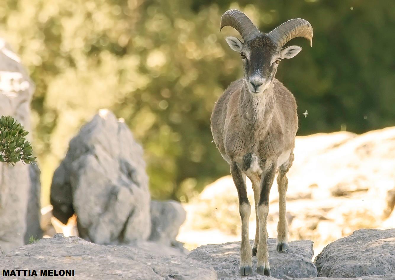 Muflone sardo - Ovis musimon