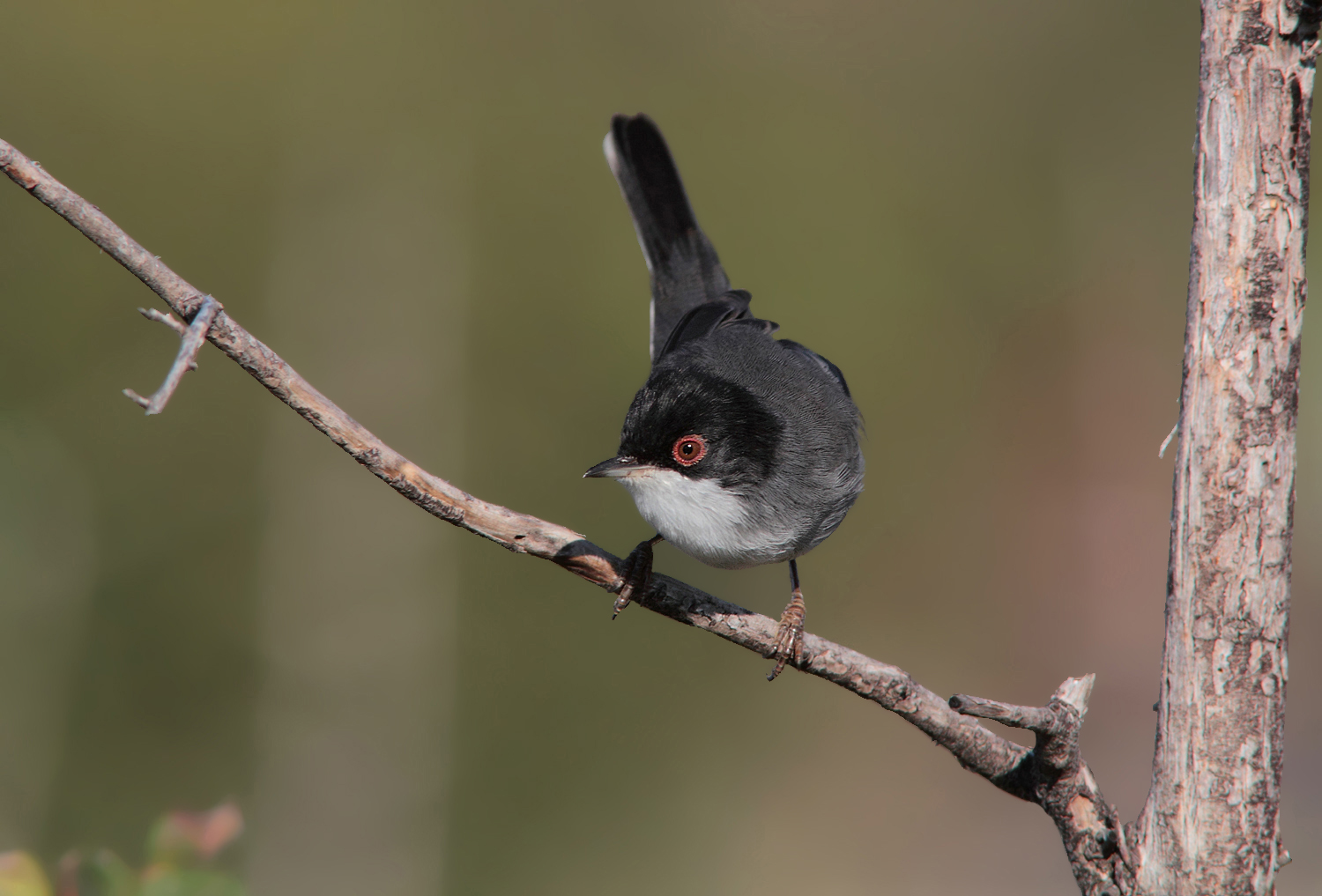 Occhiocotto maschio pronto a partire