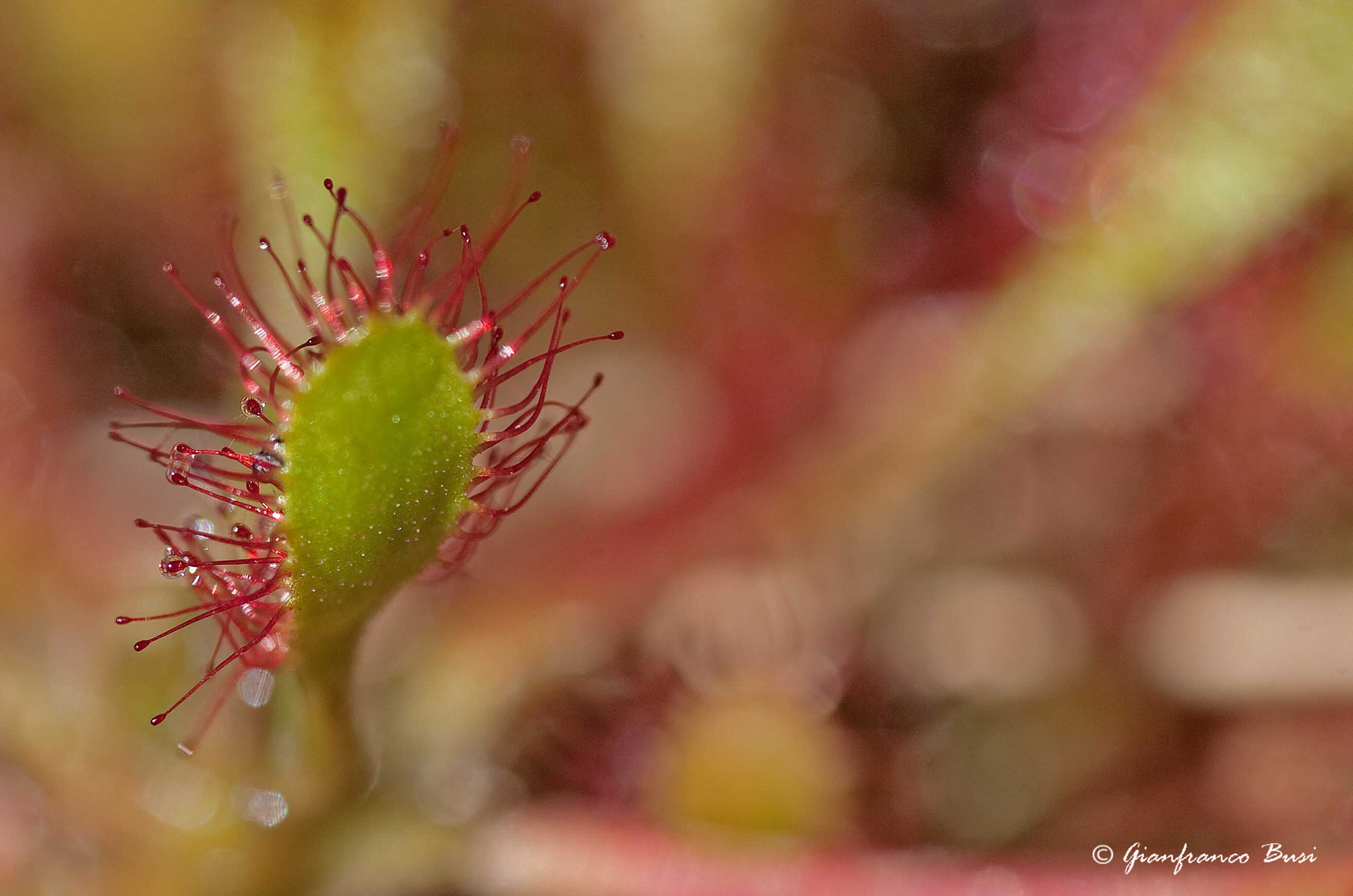 drosera anglica