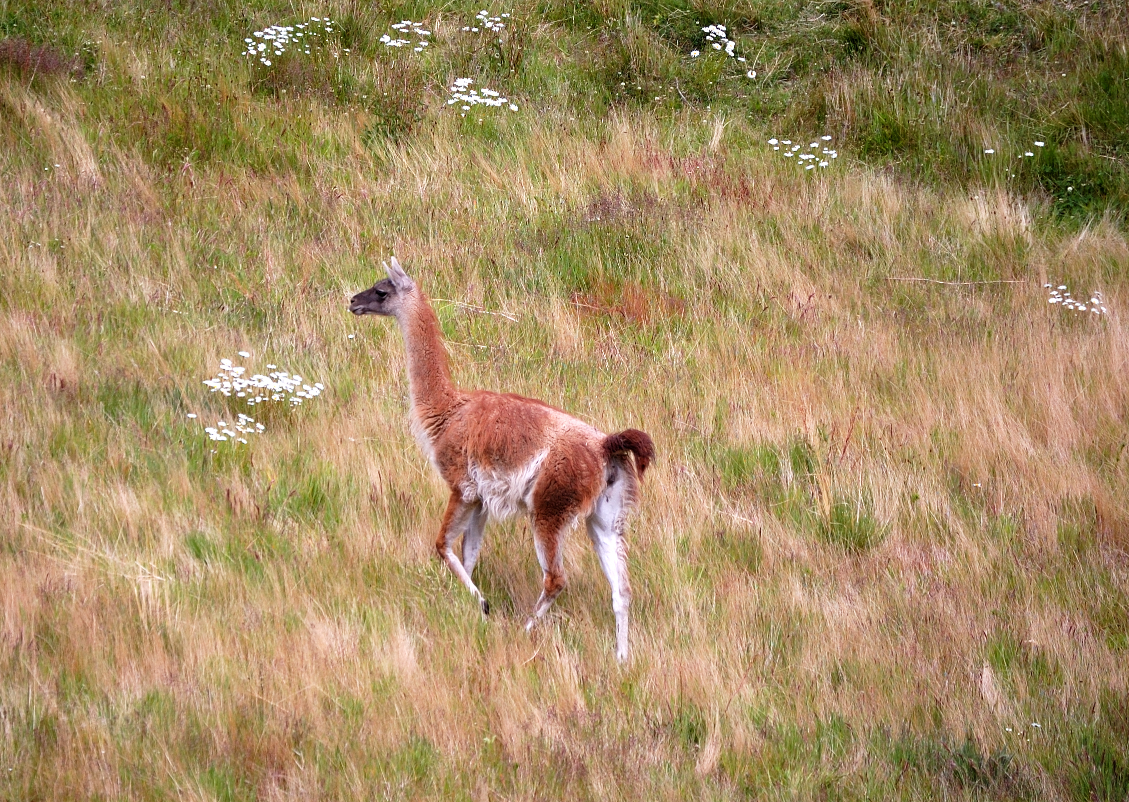 Guanaco