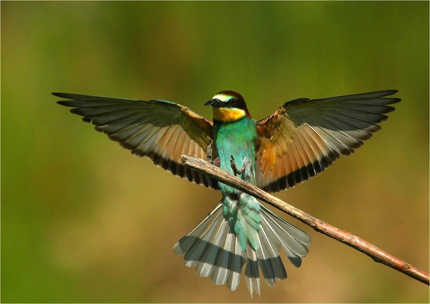 , Bee-eater,