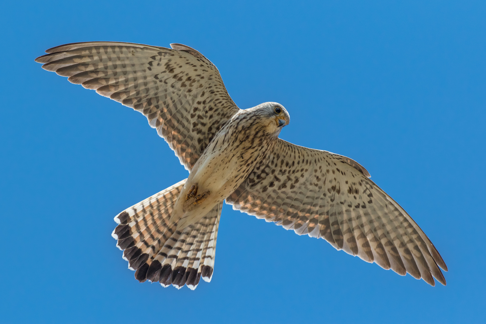 female lesser kestrel