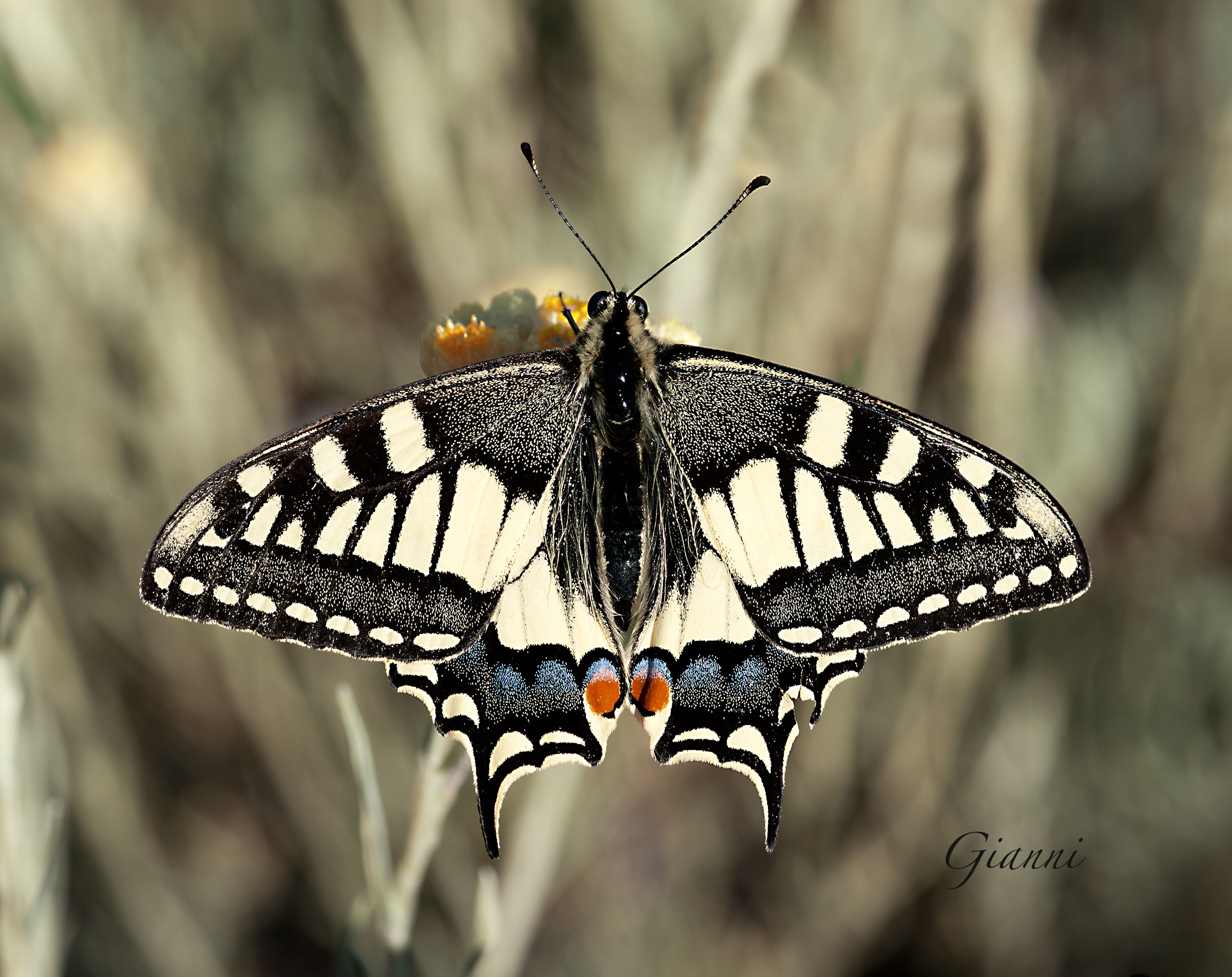 Macaone of helichrysum