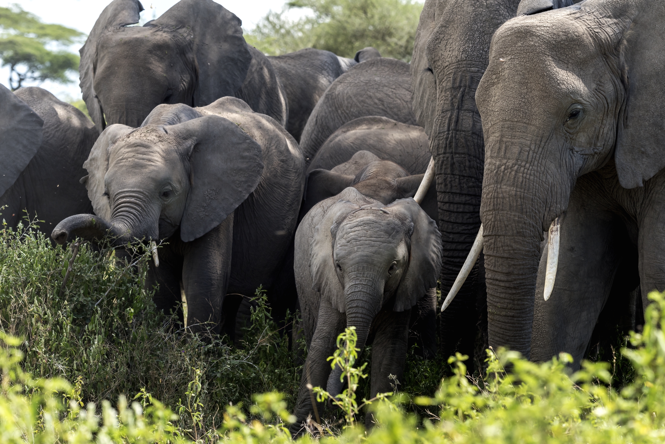 Tanzania 2016 - Elefanti