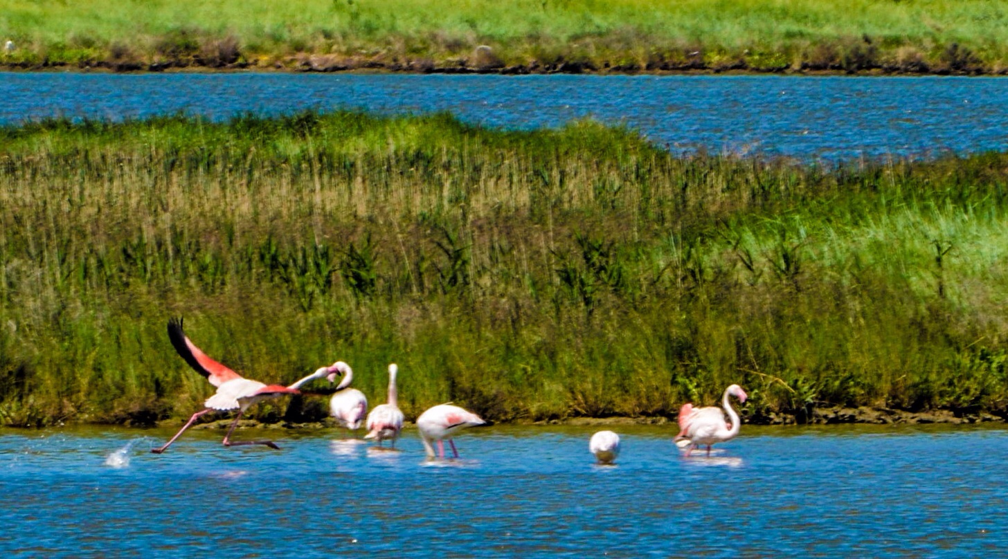 In the valley flamingos