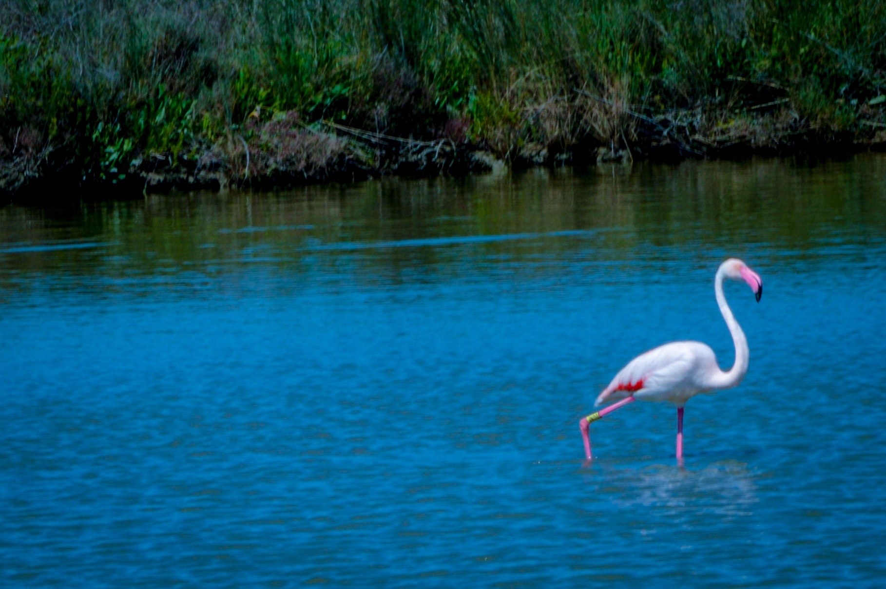 flamingo in the valleys of Comacchio