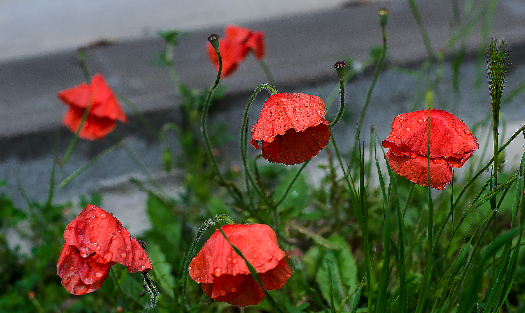 Papaveri dopo la pioggia...
