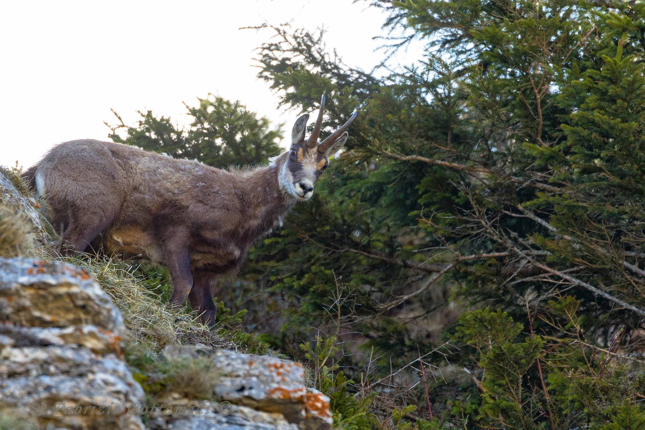 Between pines and rocks here is the chamois!