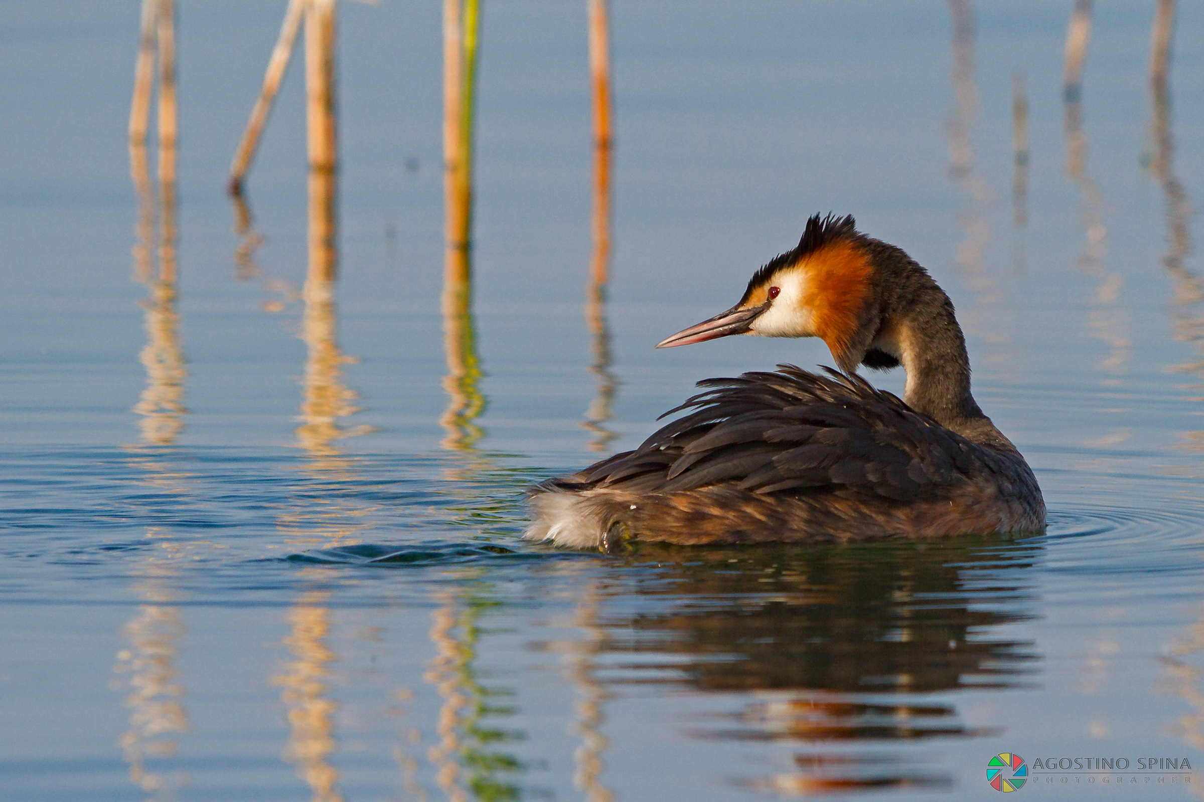Great Crested Grebe