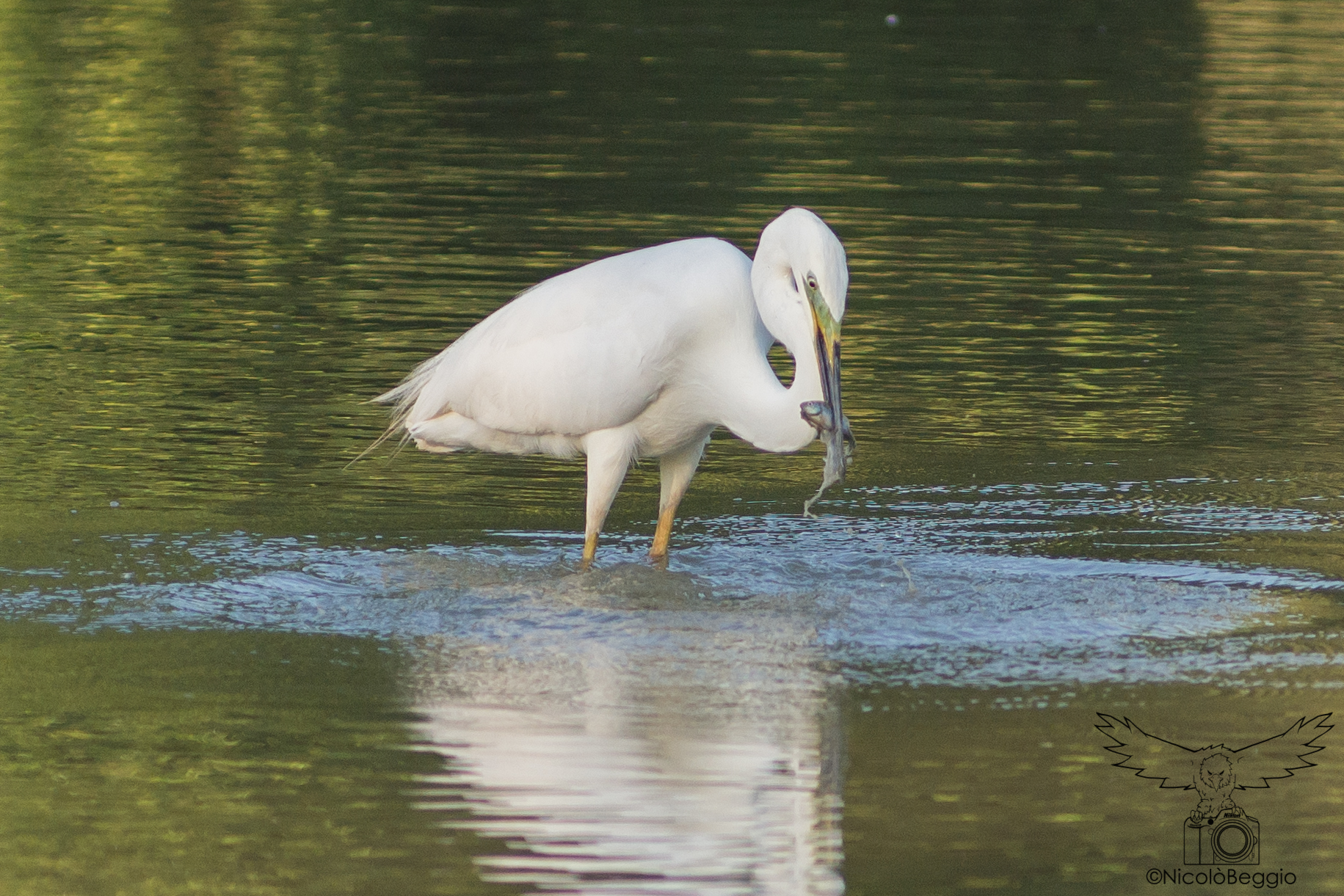 A small snack .. White Heron Maggiore (Noale)
