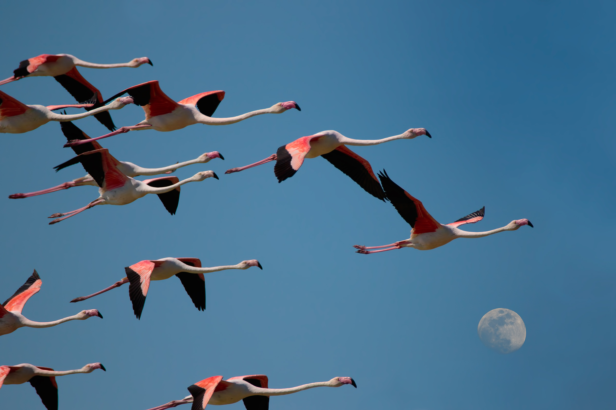 Flock of flamingos flying over the salt pans of Comacchio