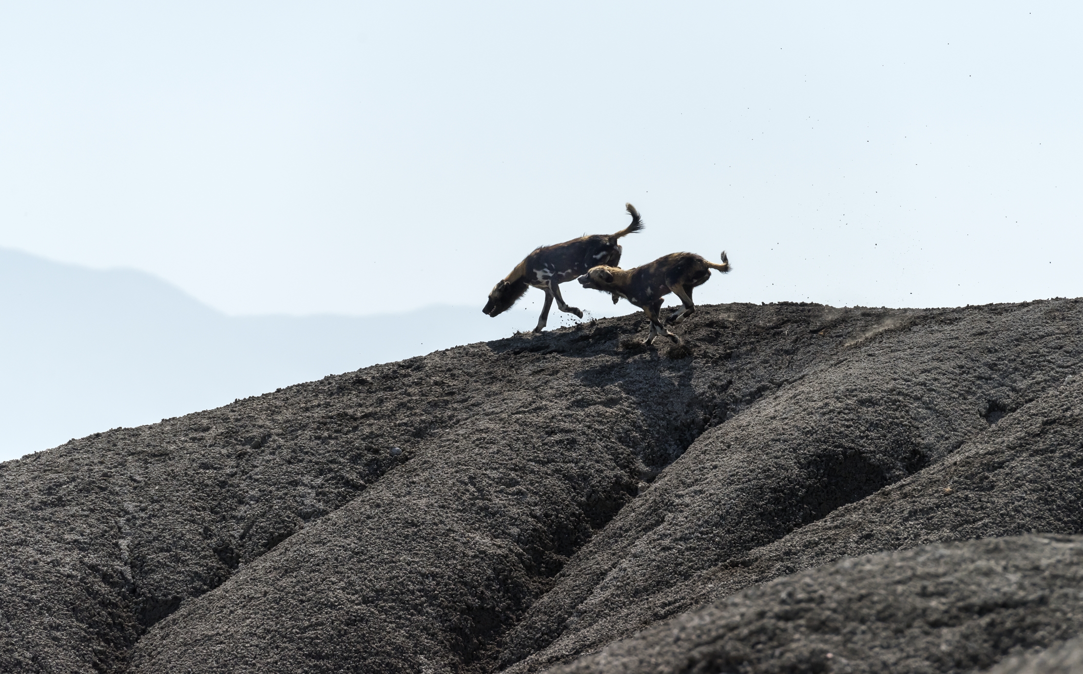 Tanzania 2016 - Licaoni