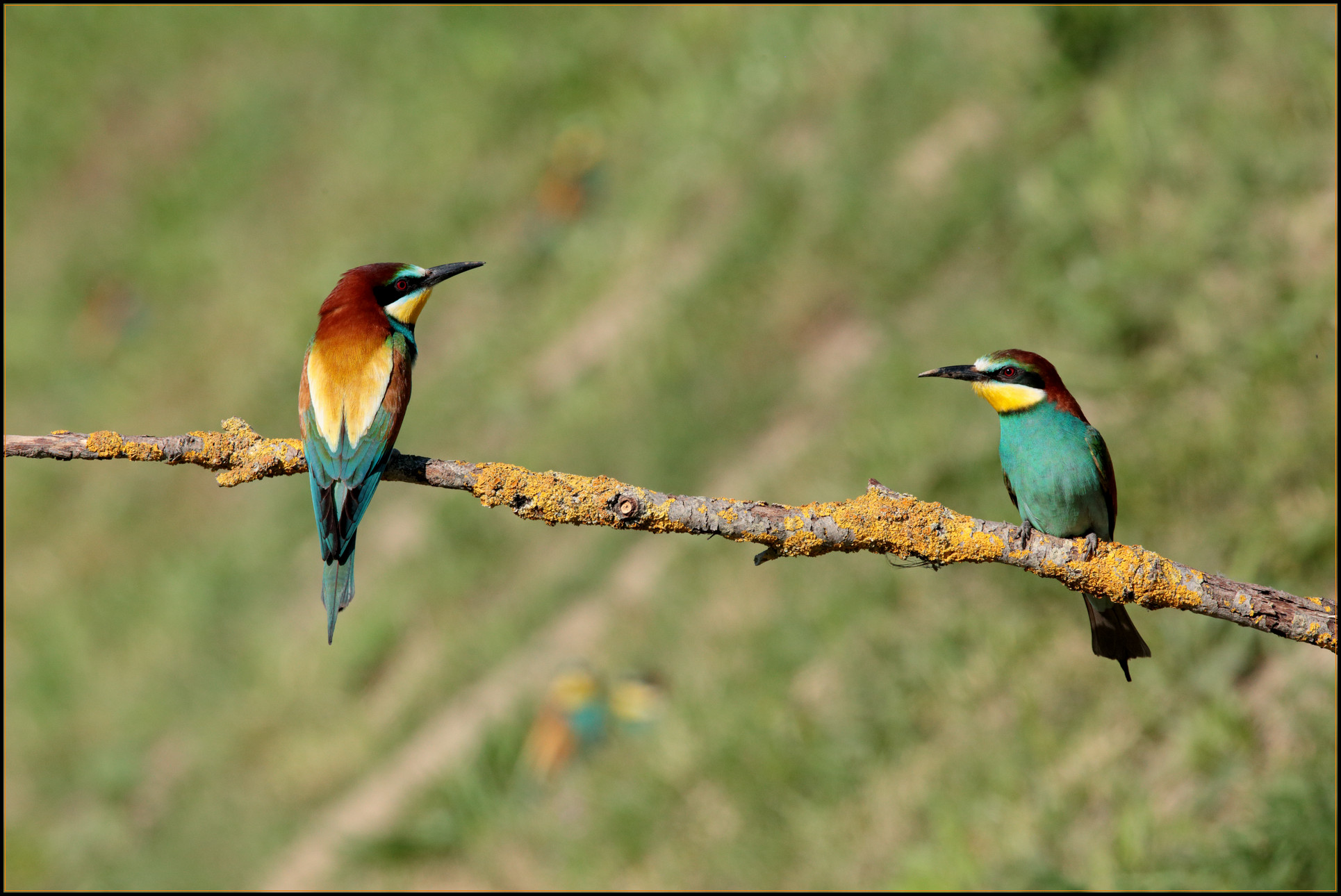 Bee-eaters (Merops apiaster) 01